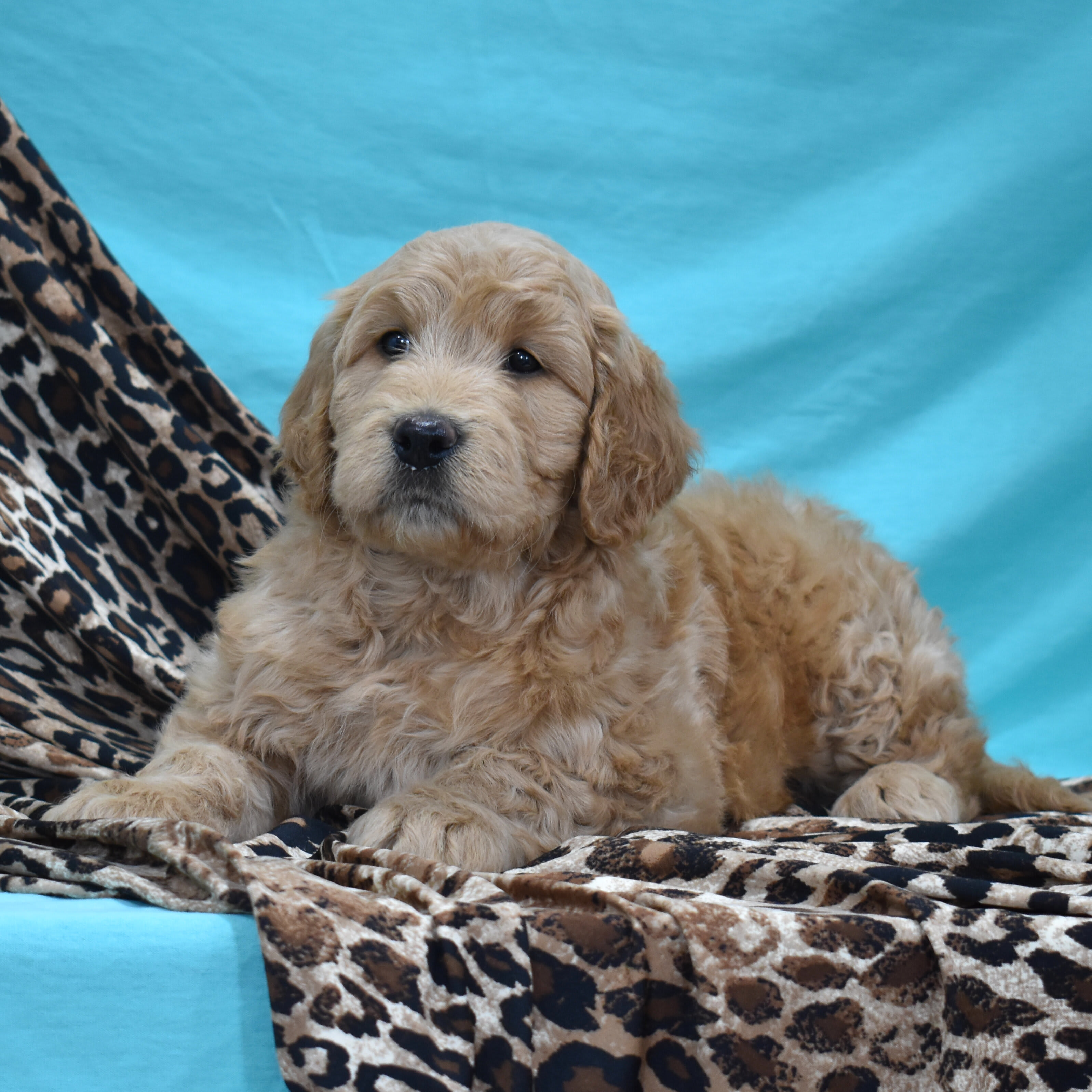 puppy