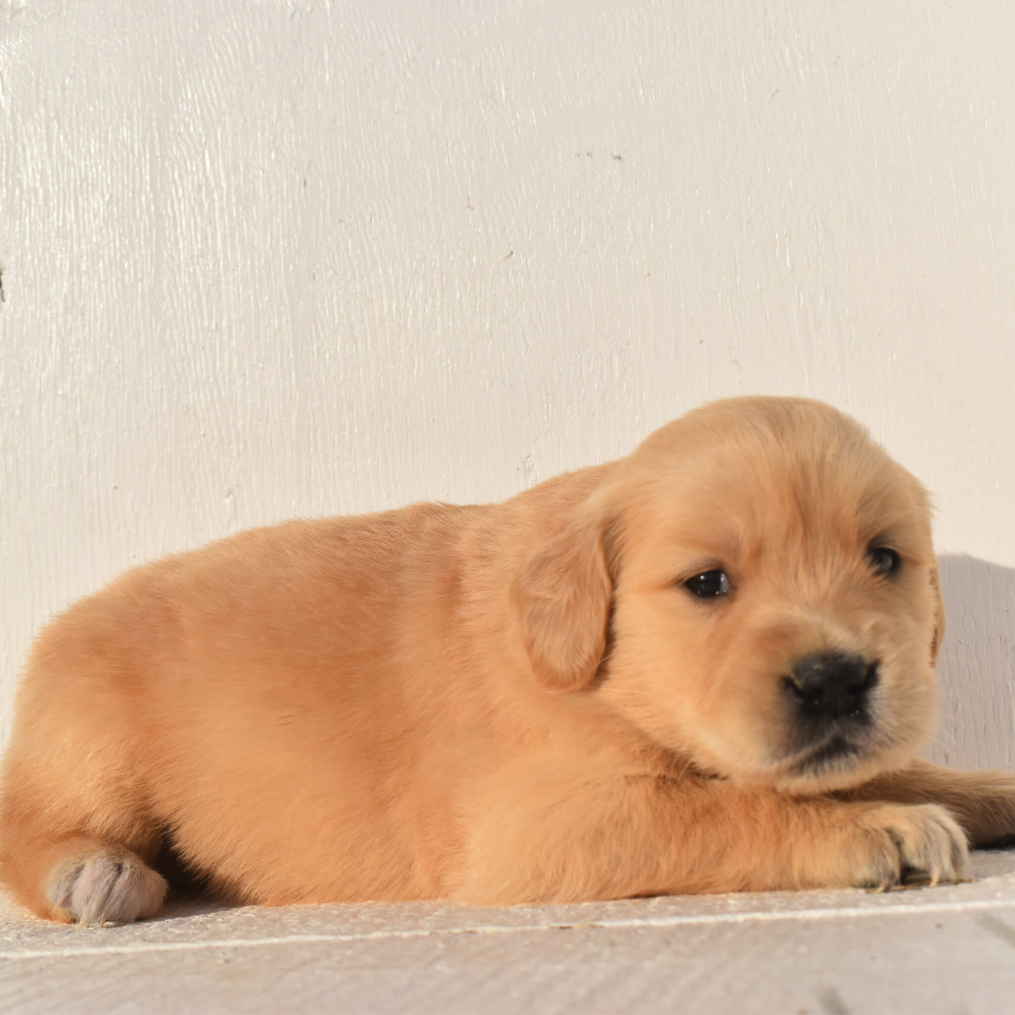 puppy