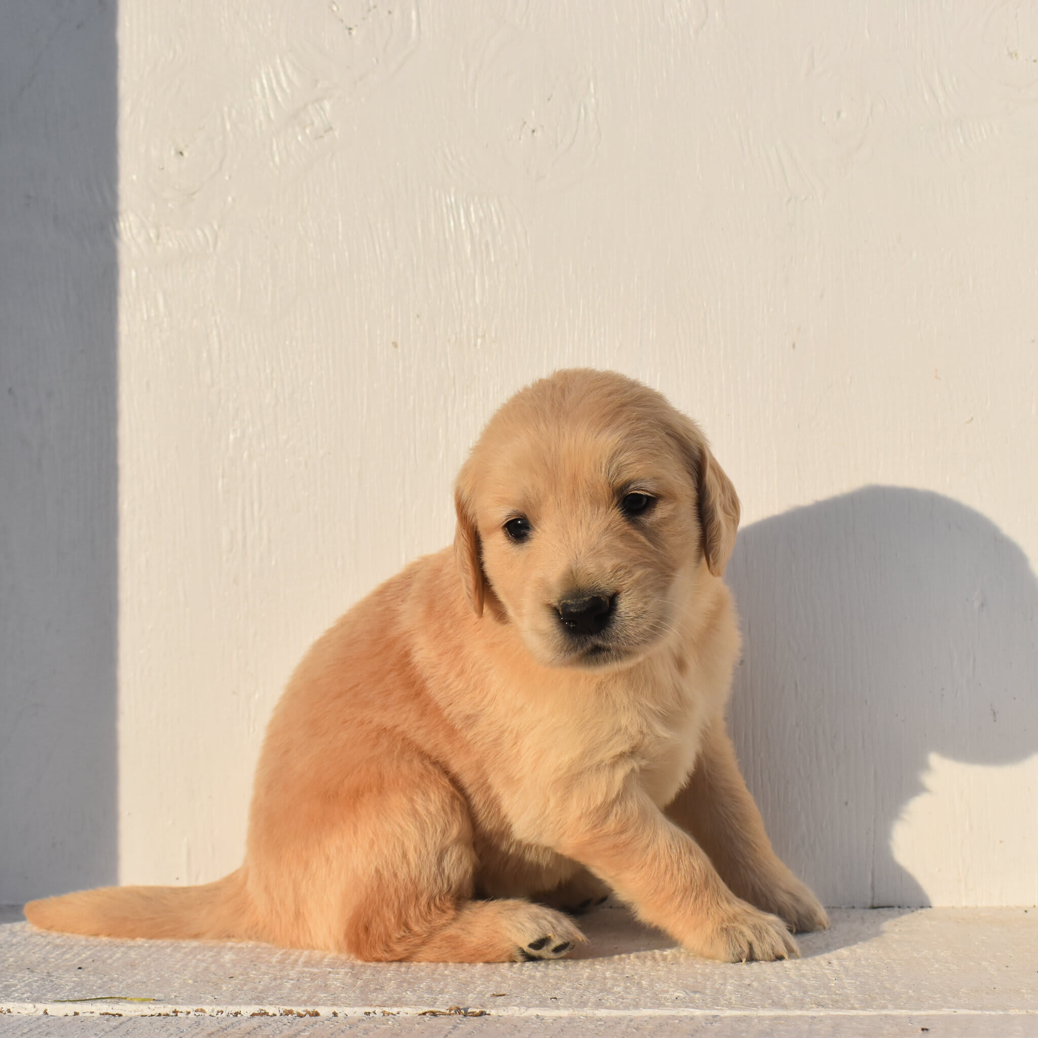 puppy