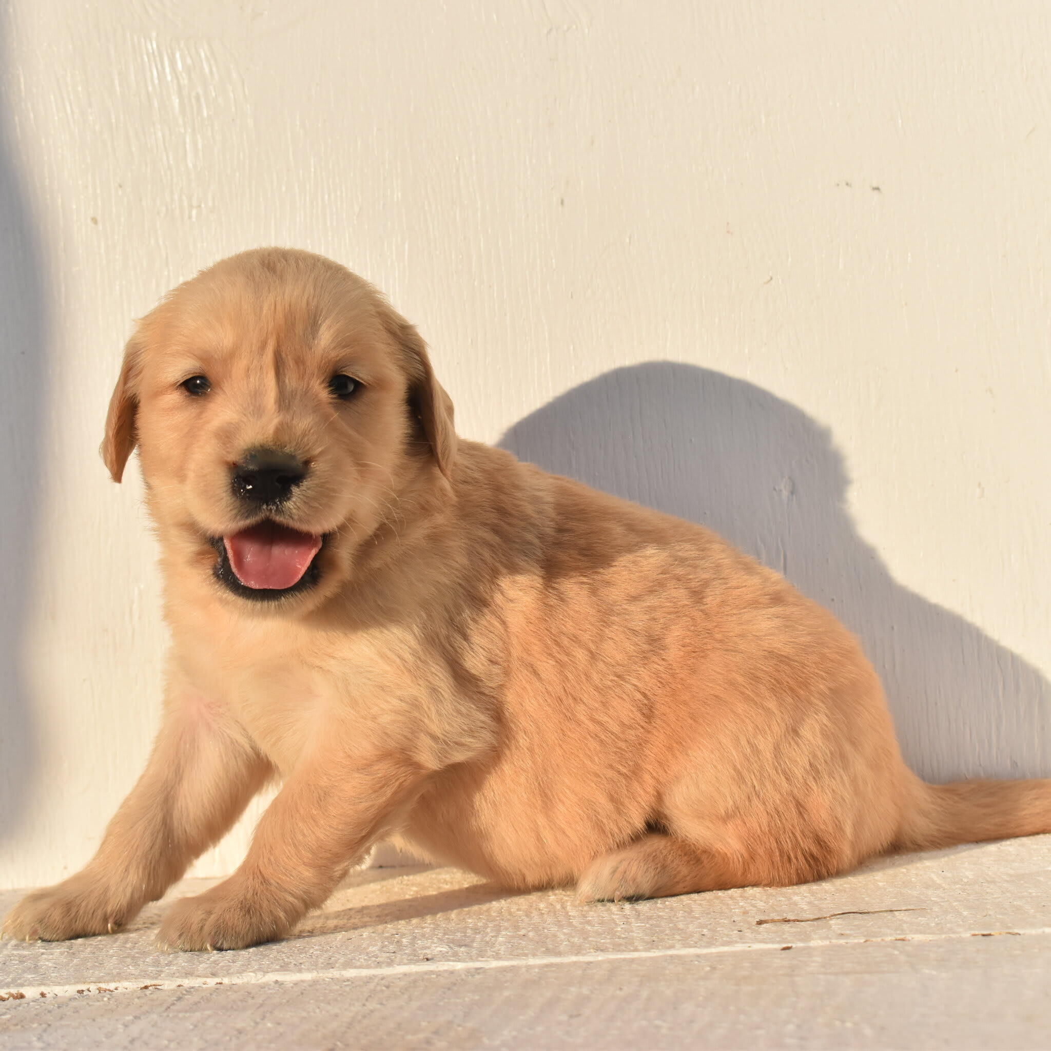 puppy