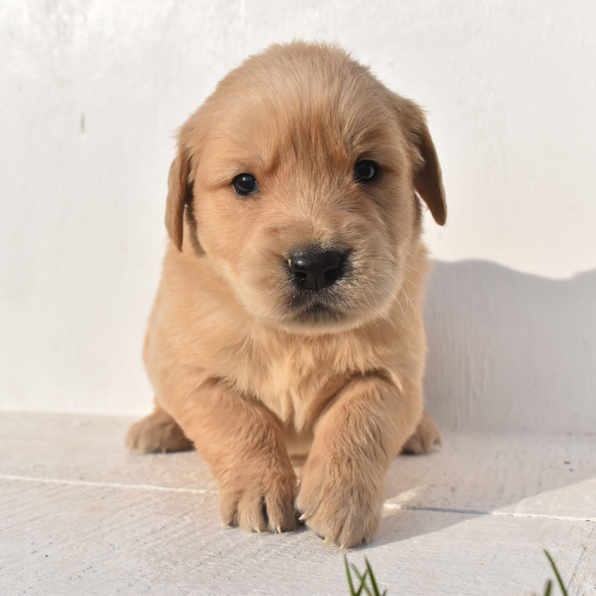 puppy