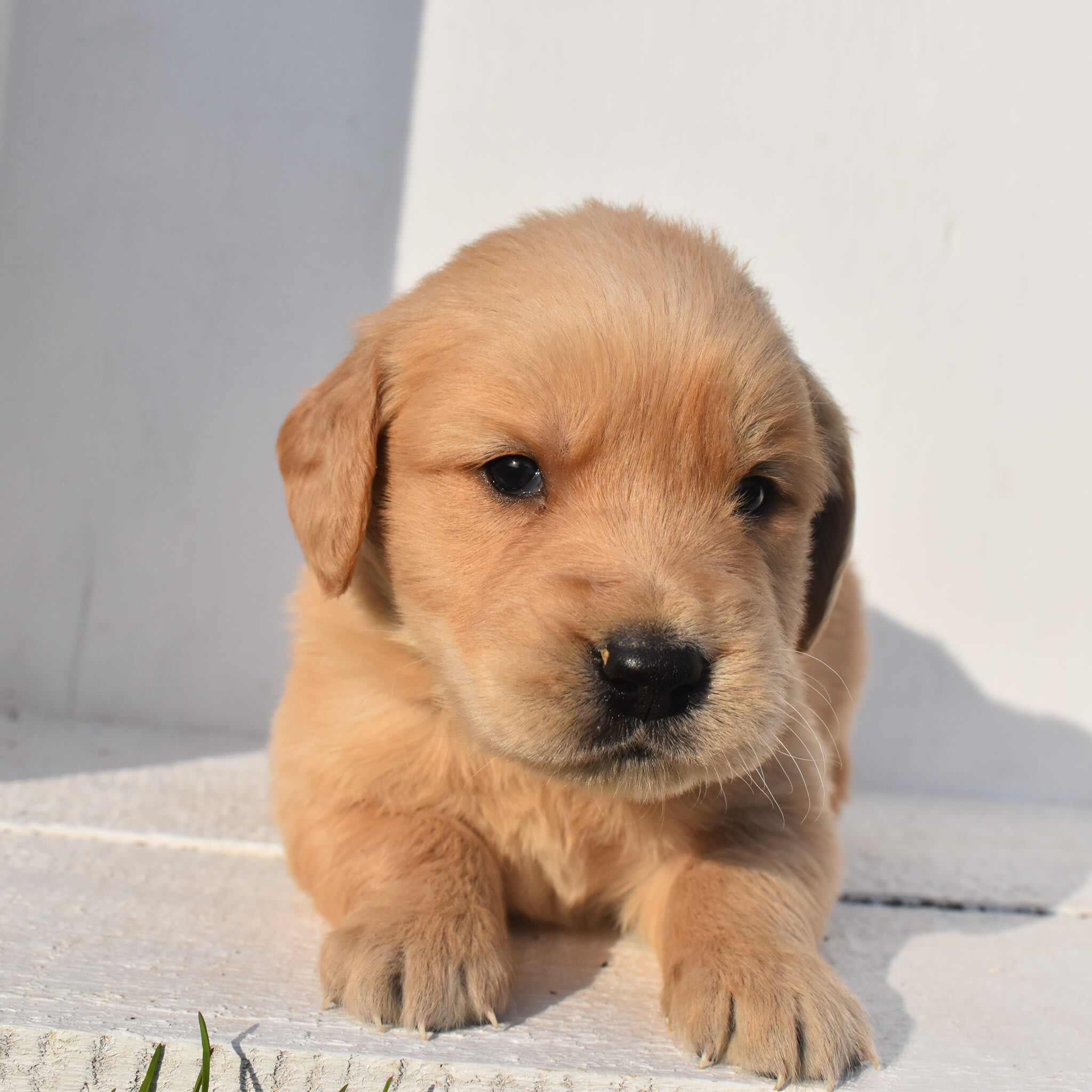 puppy