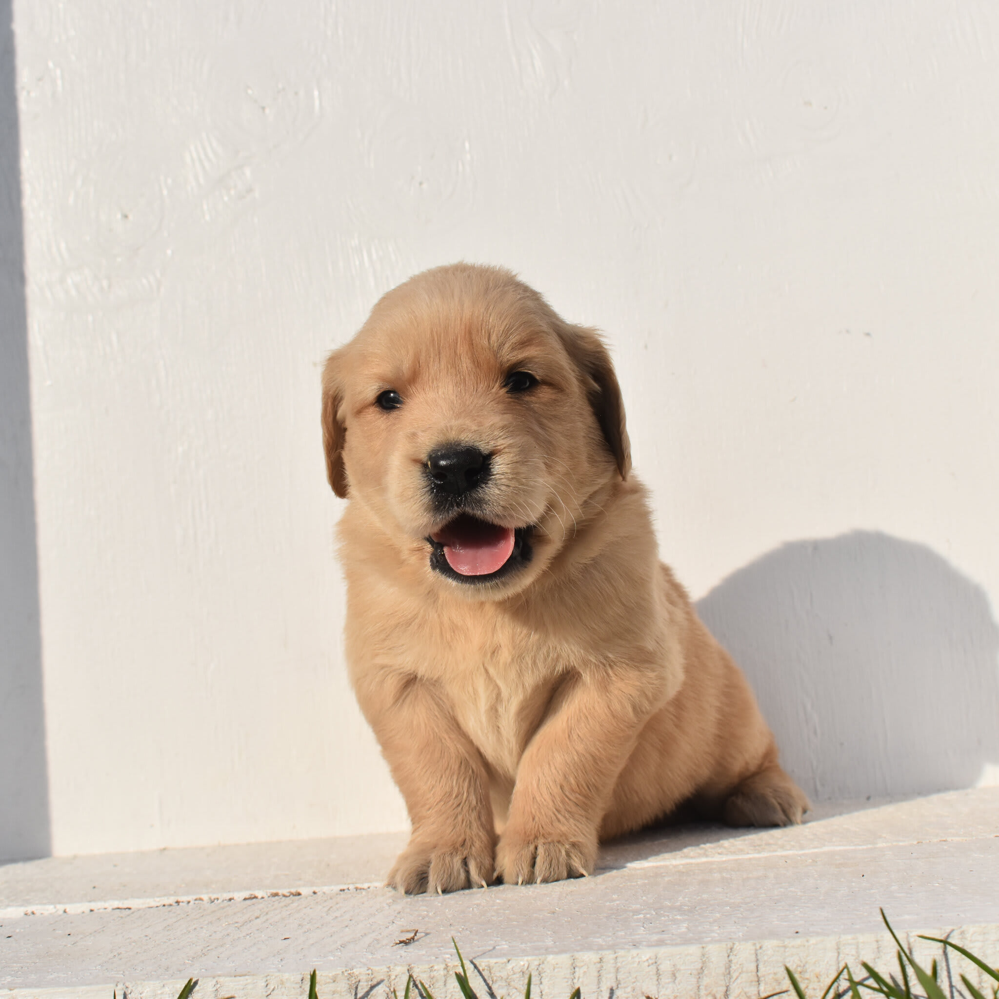 puppy