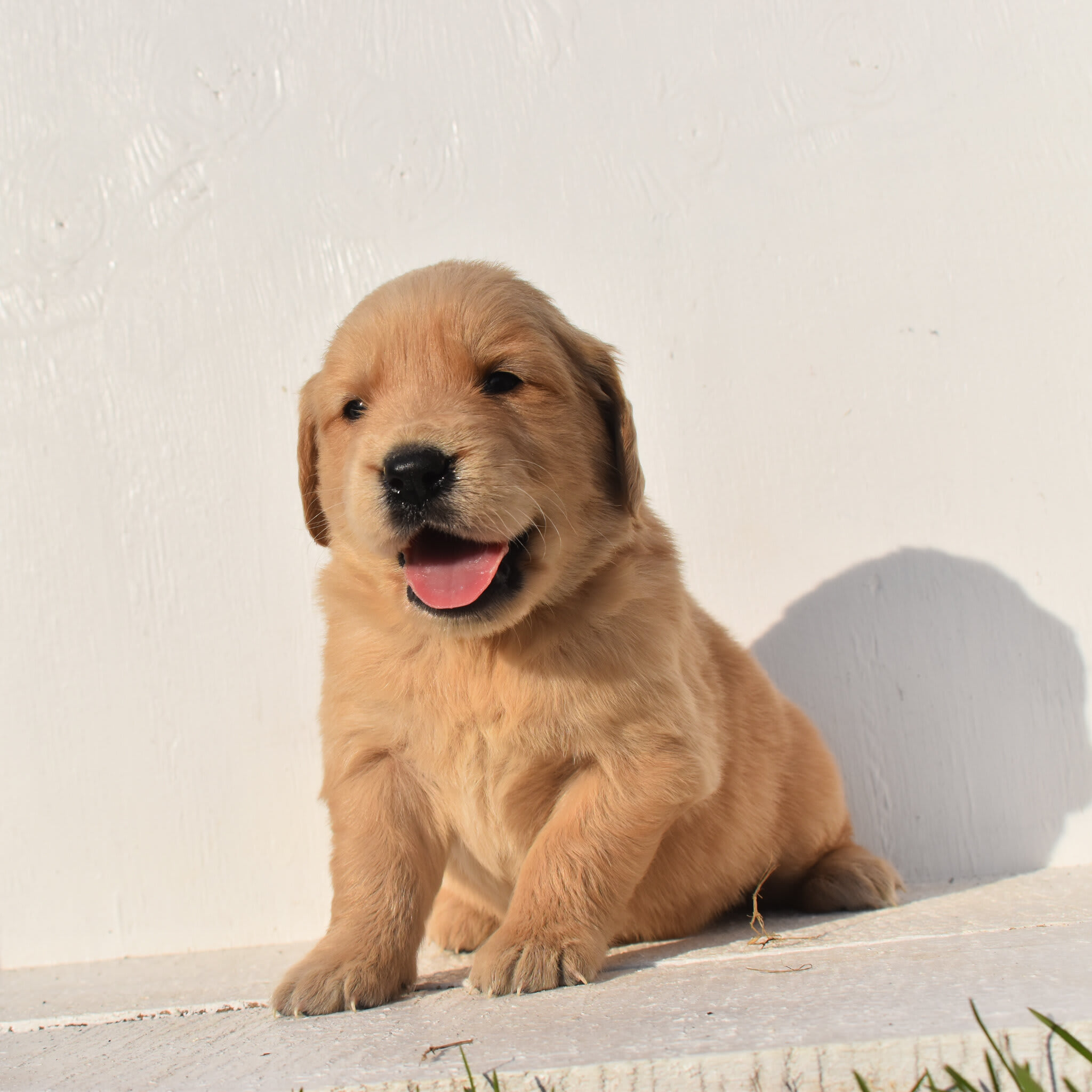 puppy