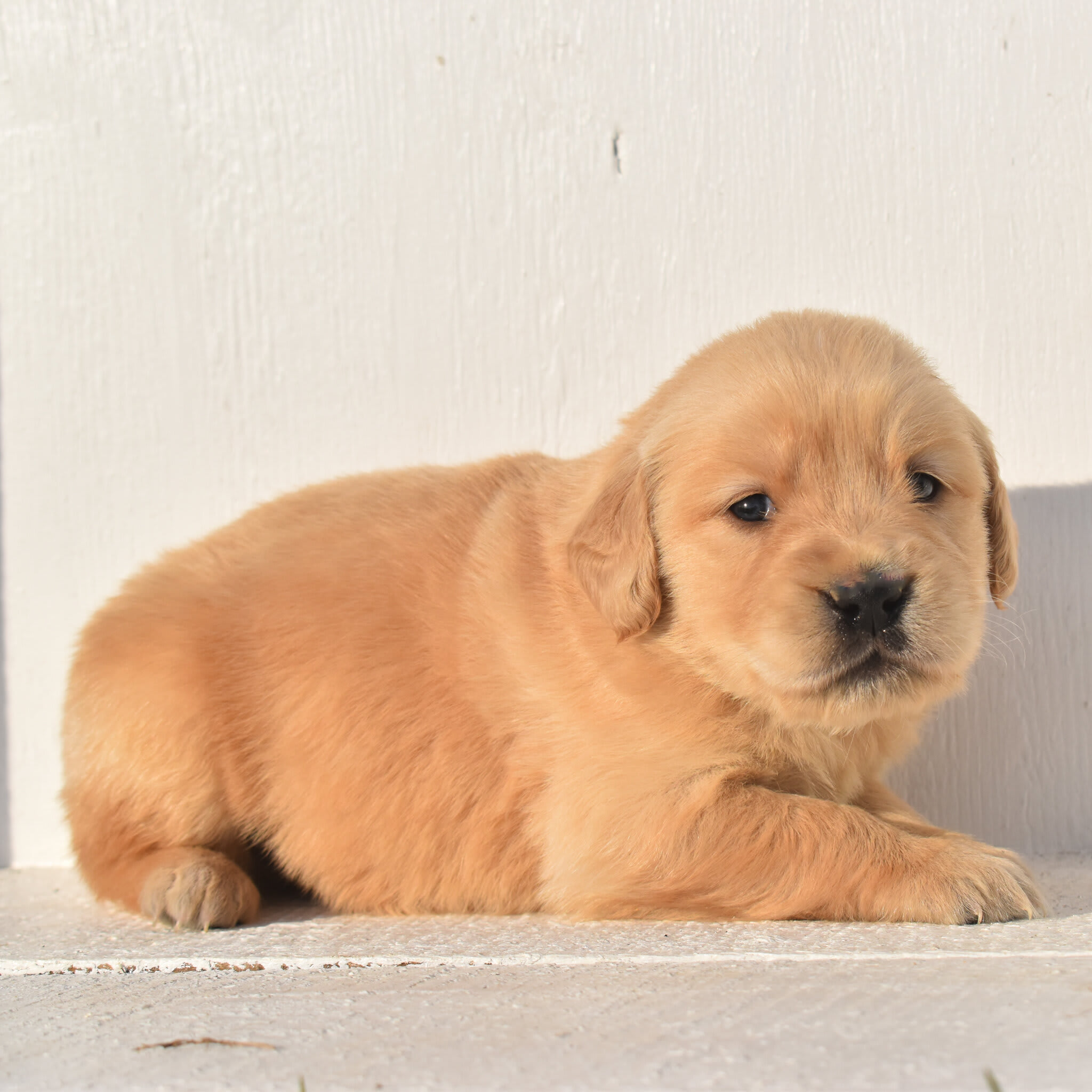 puppy
