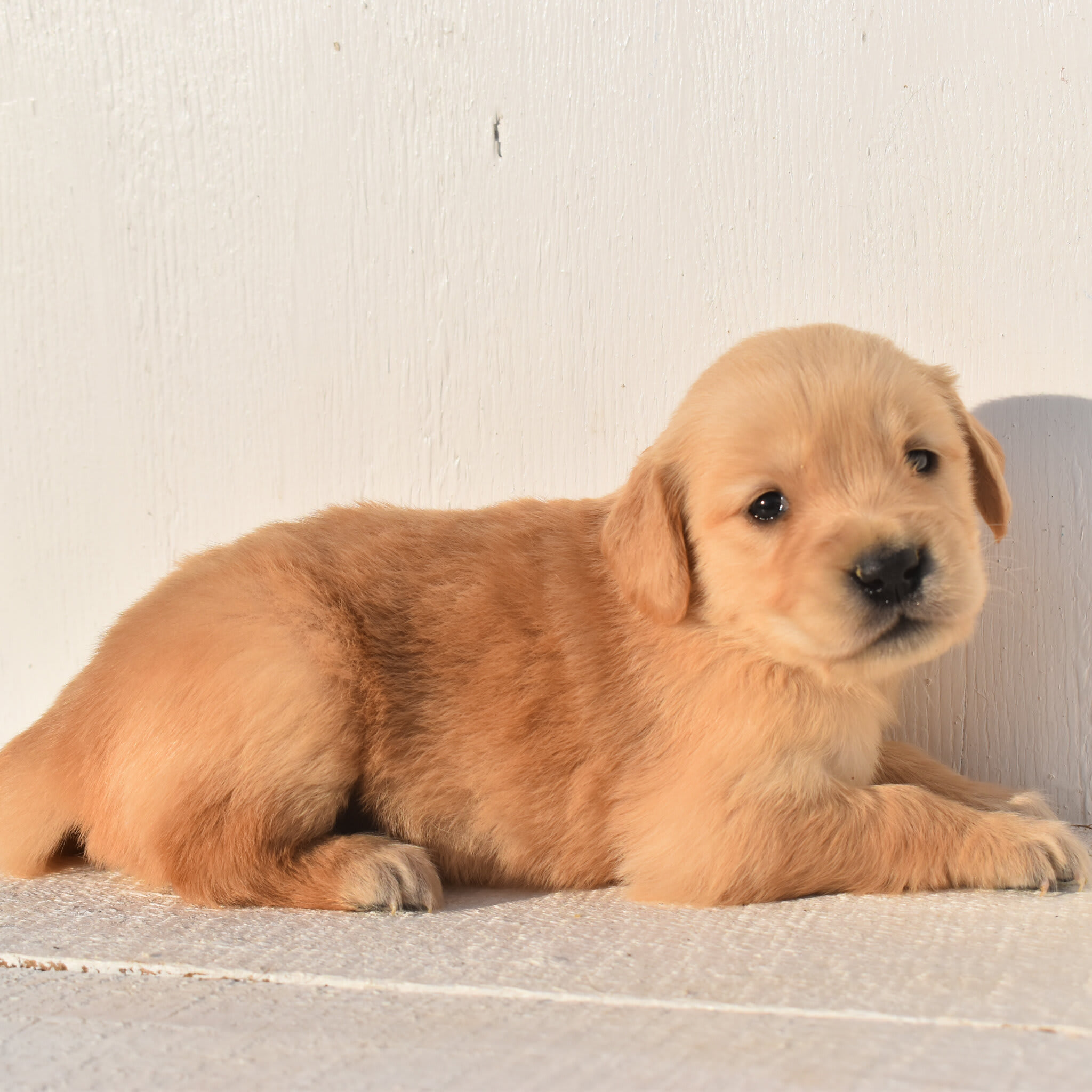 puppy