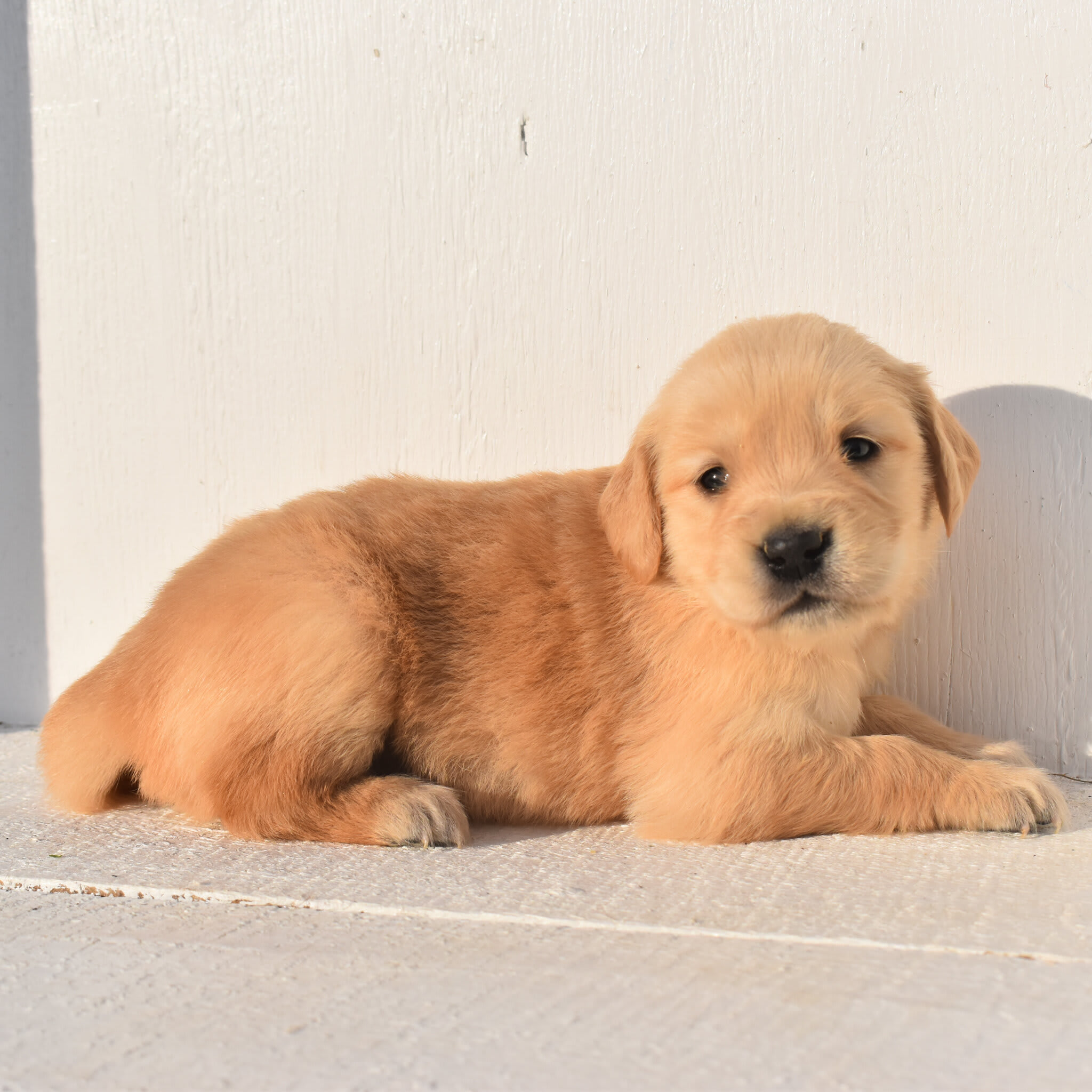puppy