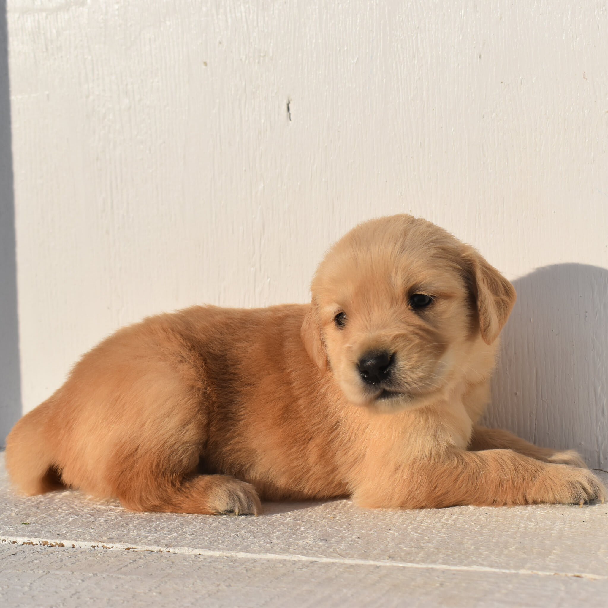 puppy