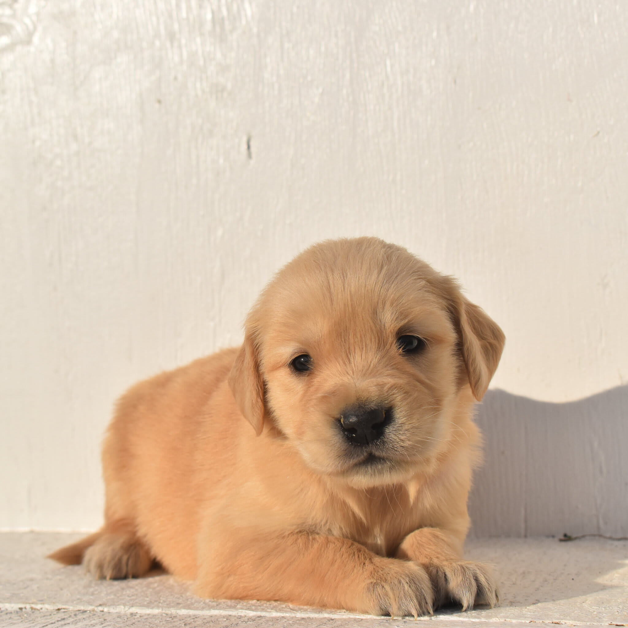 puppy