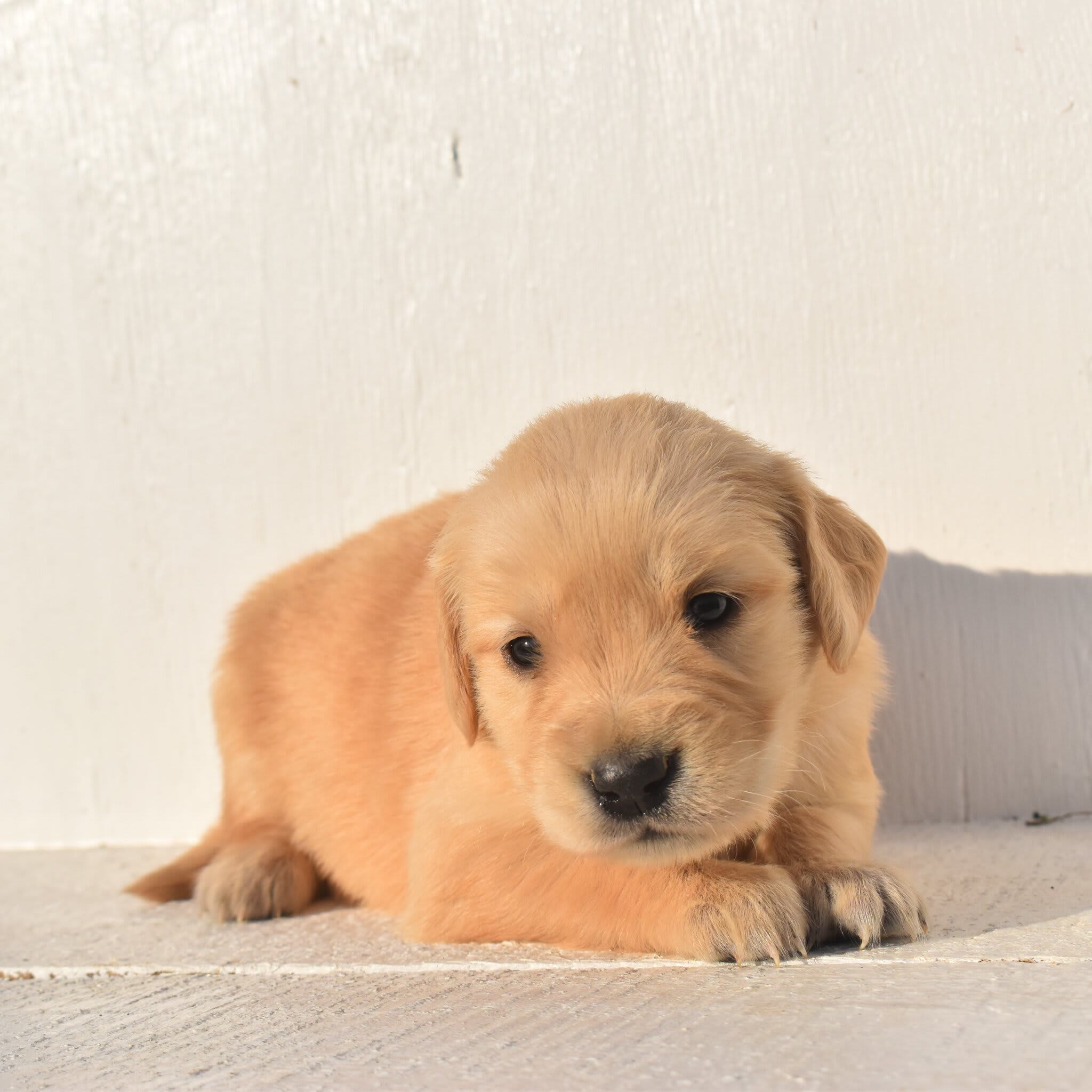 puppy