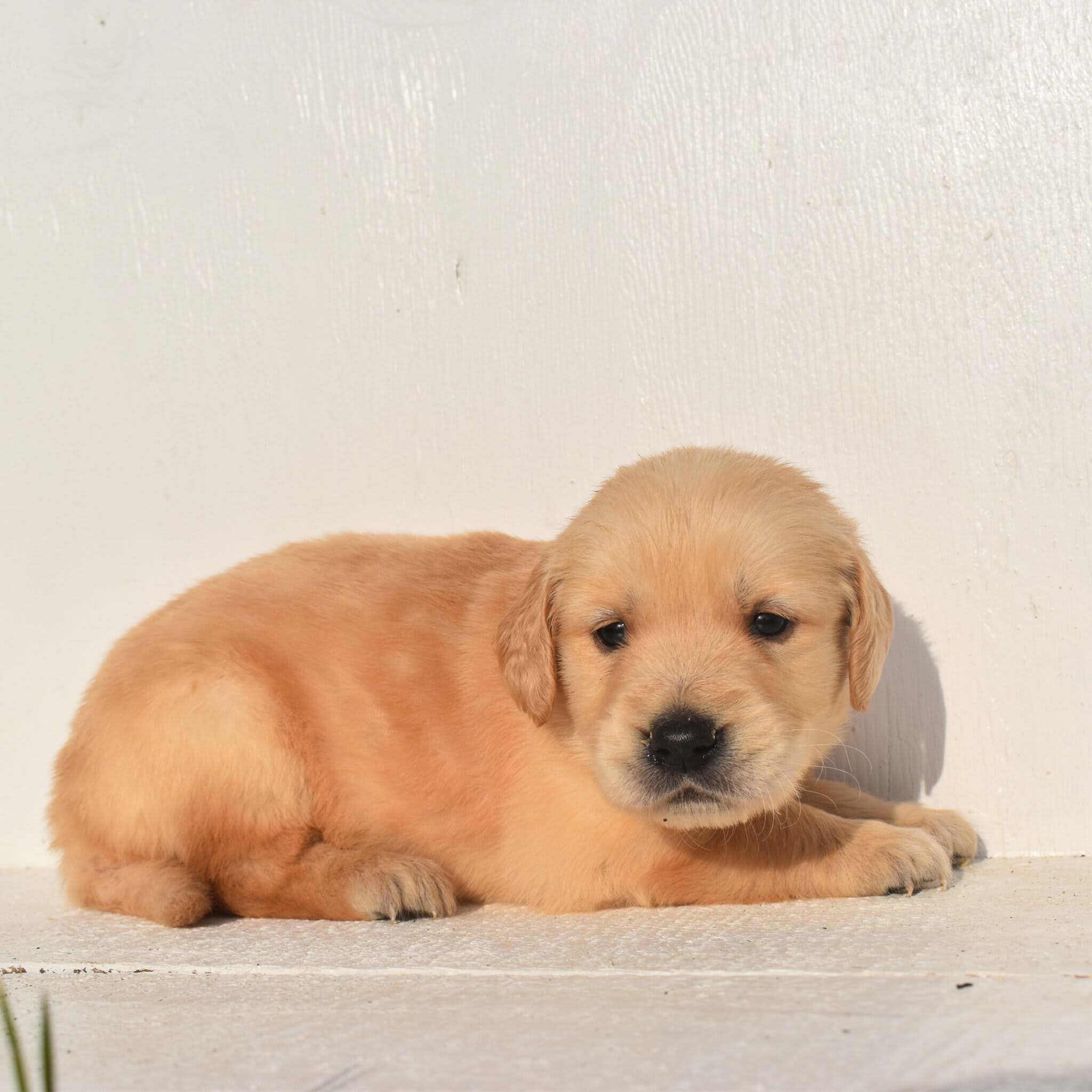 puppy