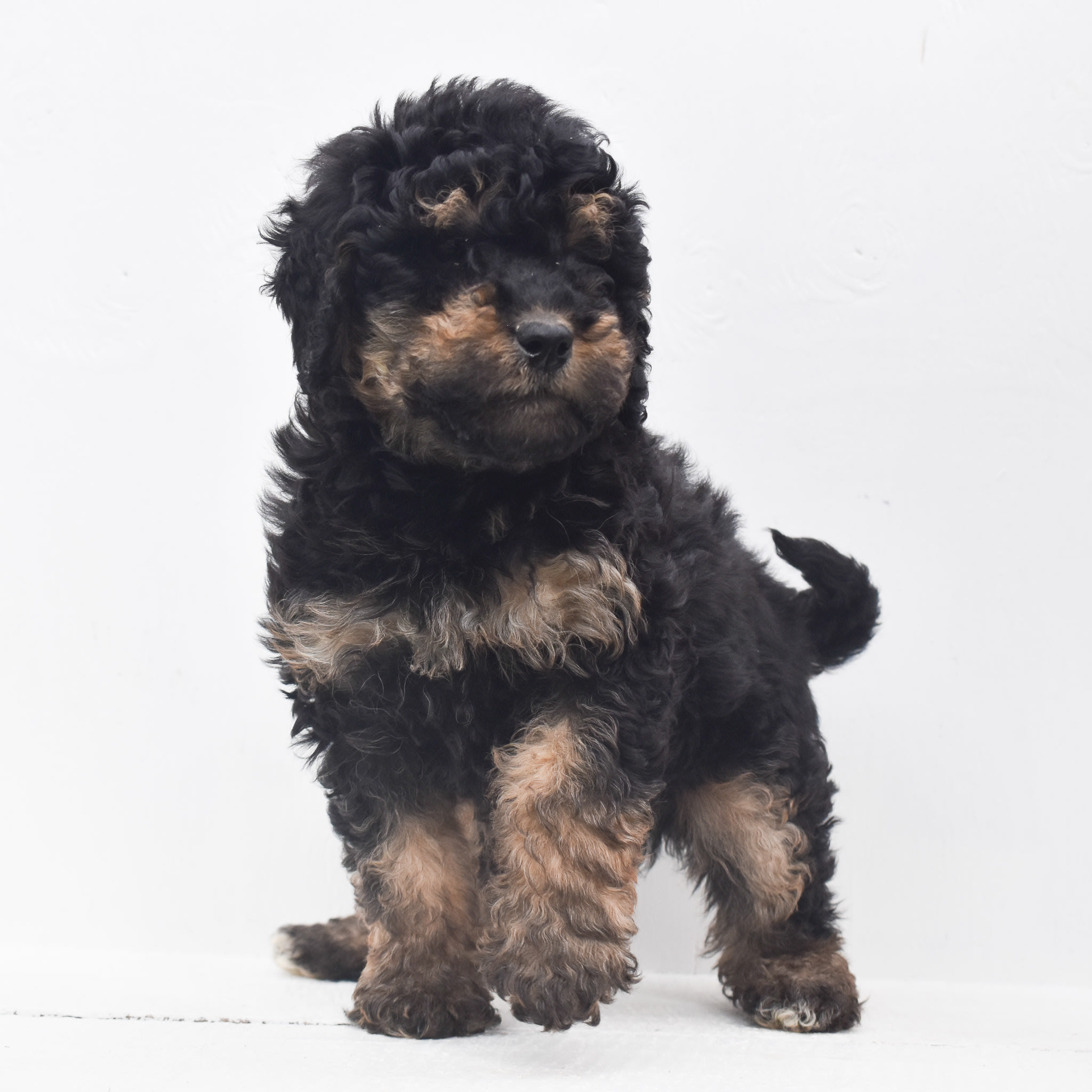 puppy