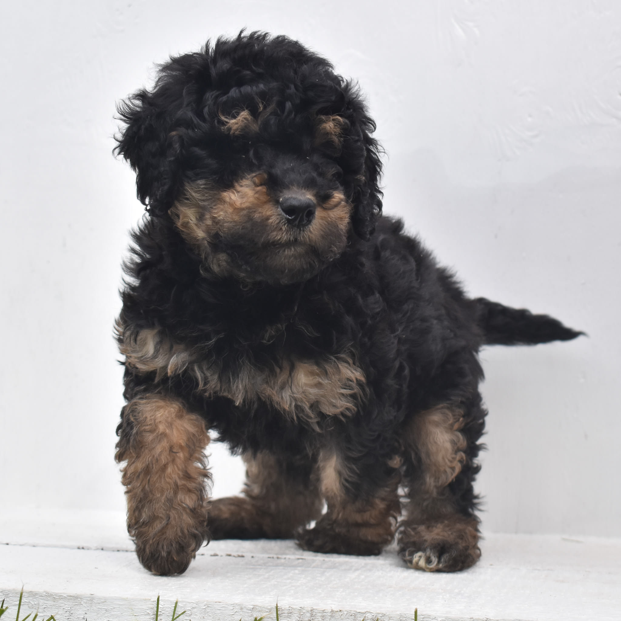 puppy