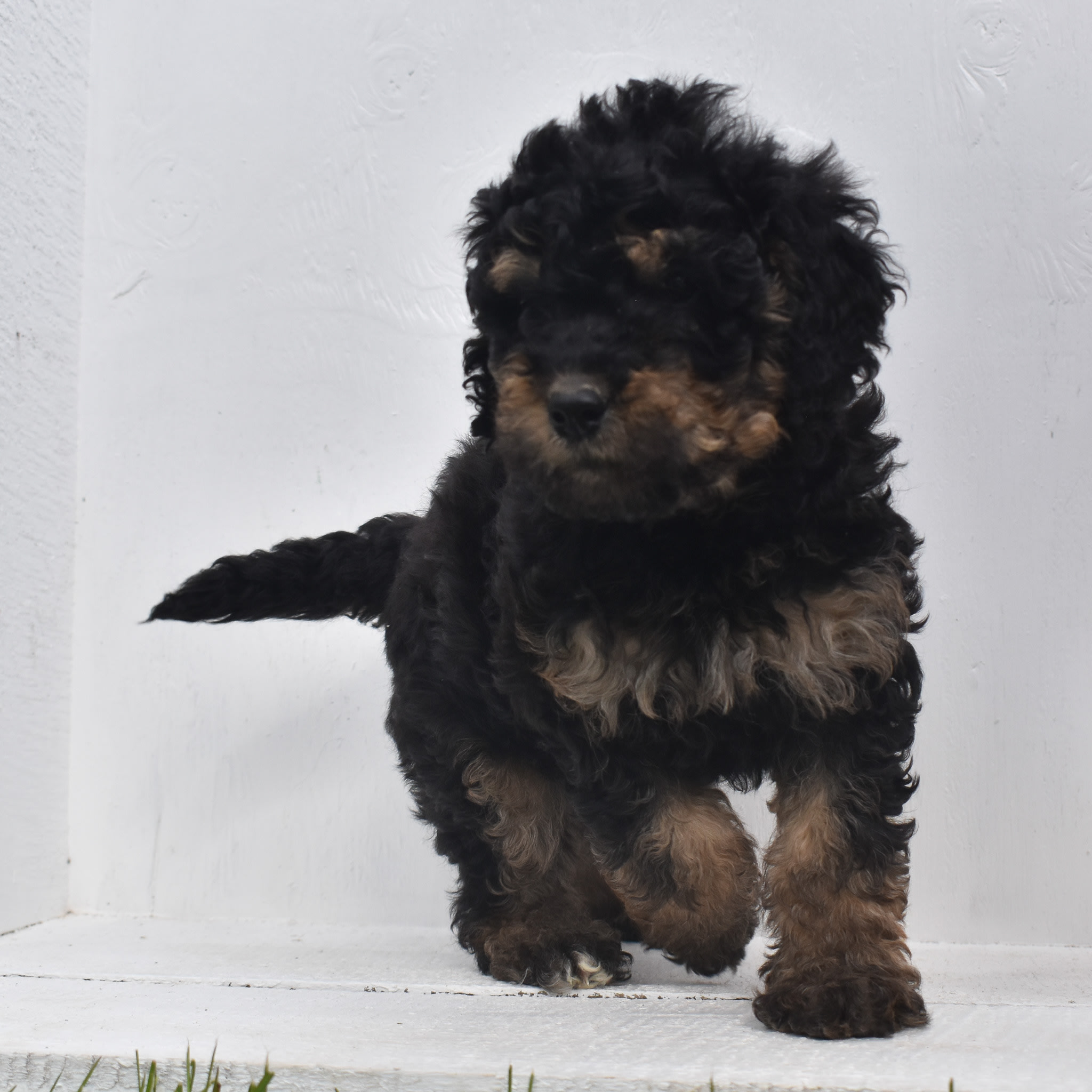 puppy