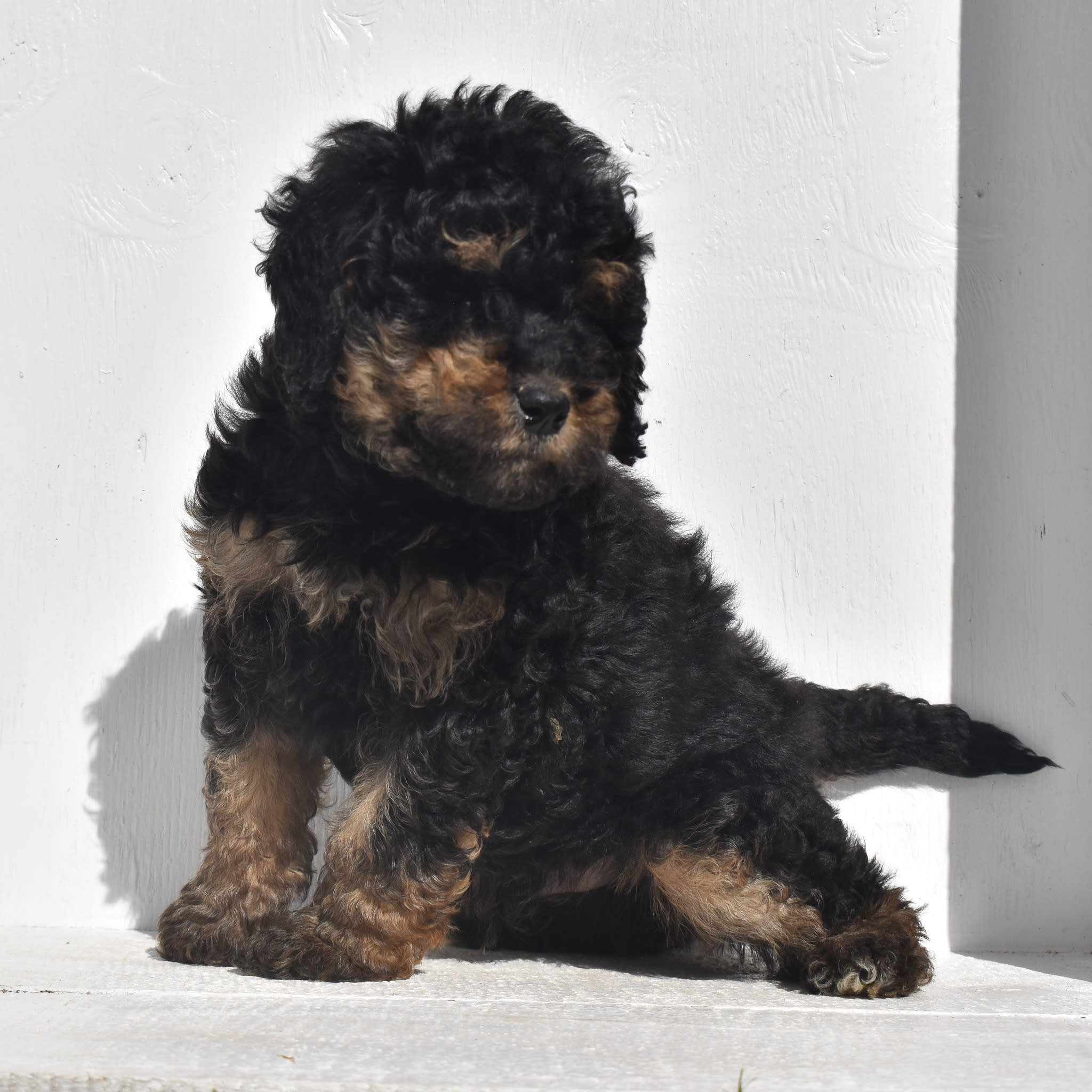 puppy