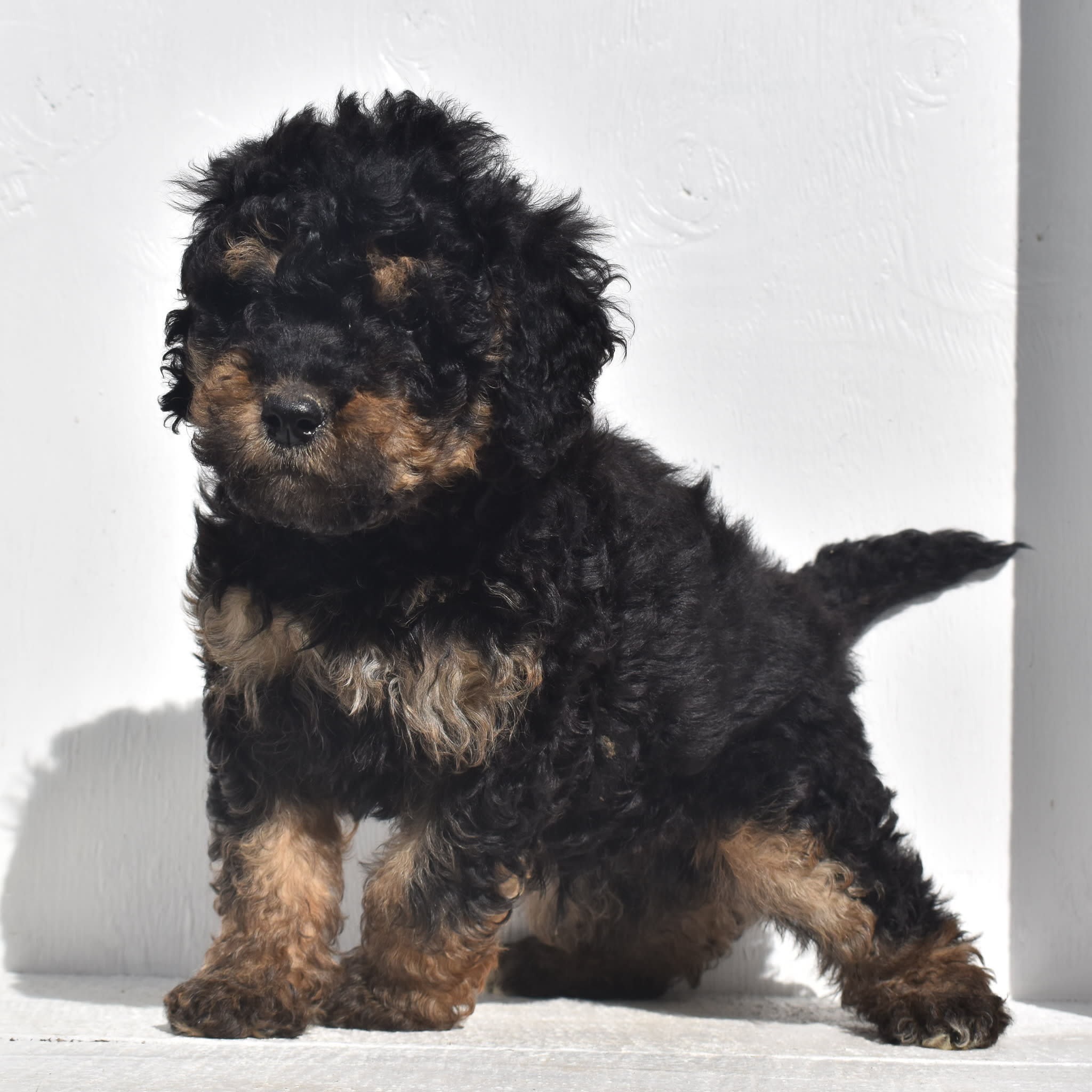 puppy