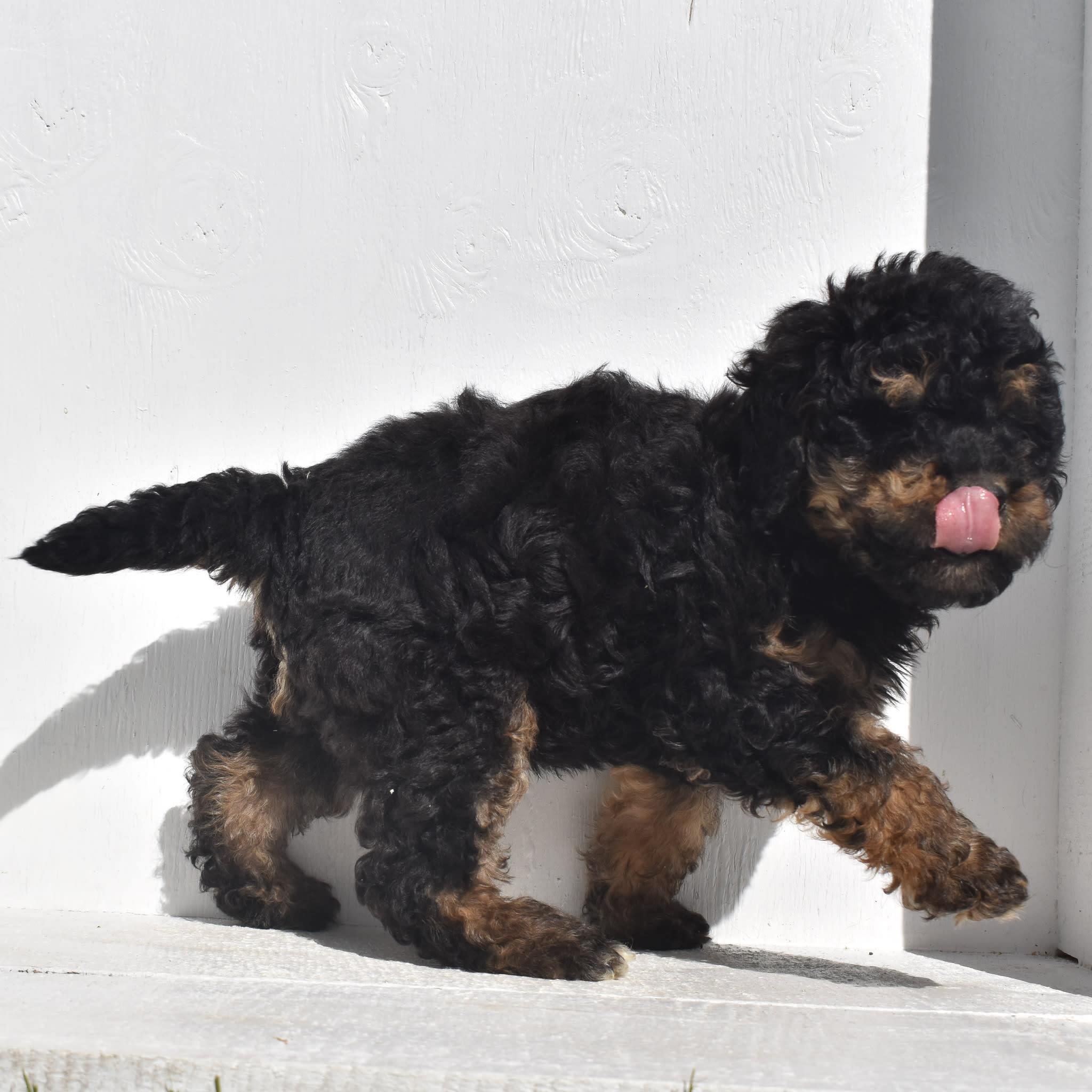 puppy