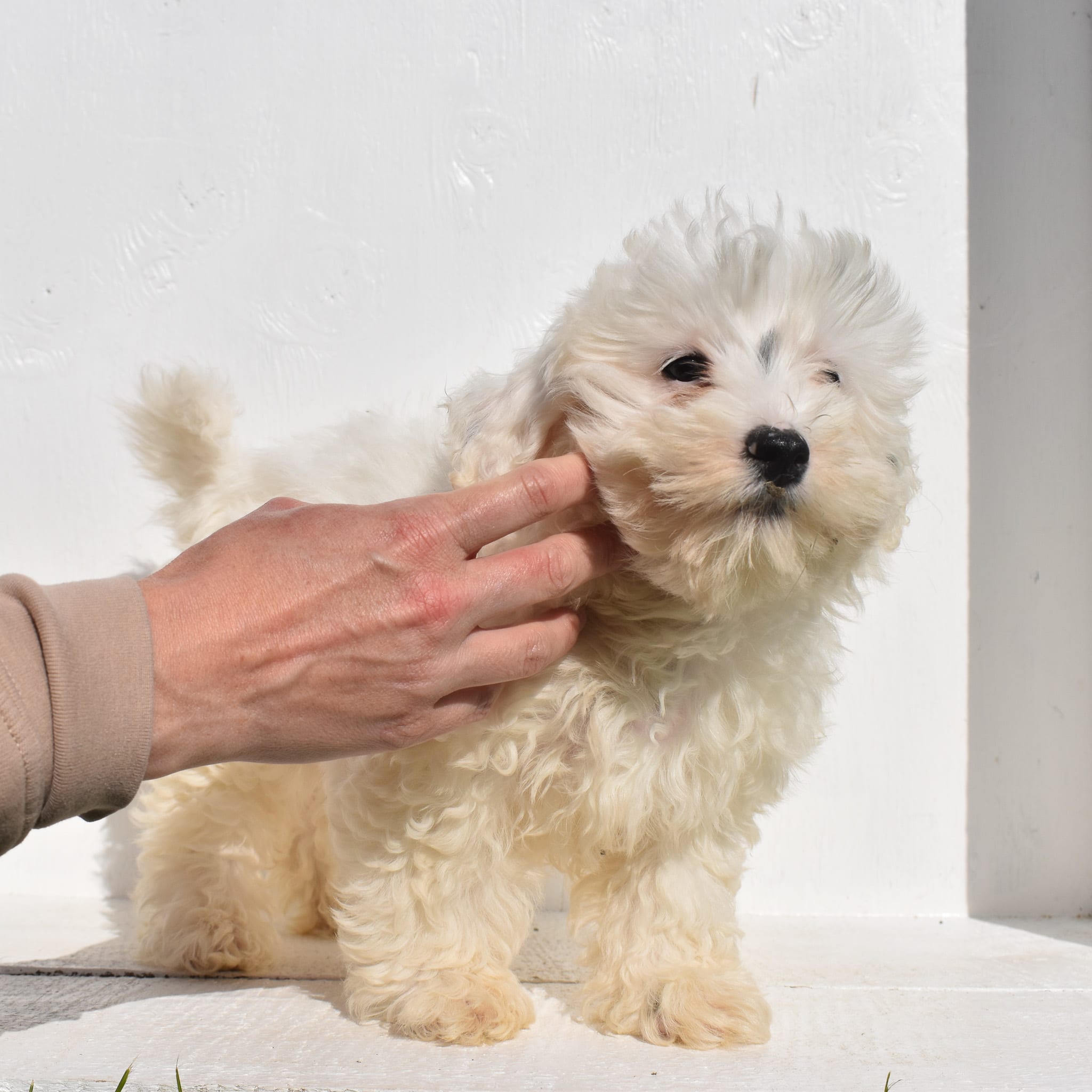 puppy