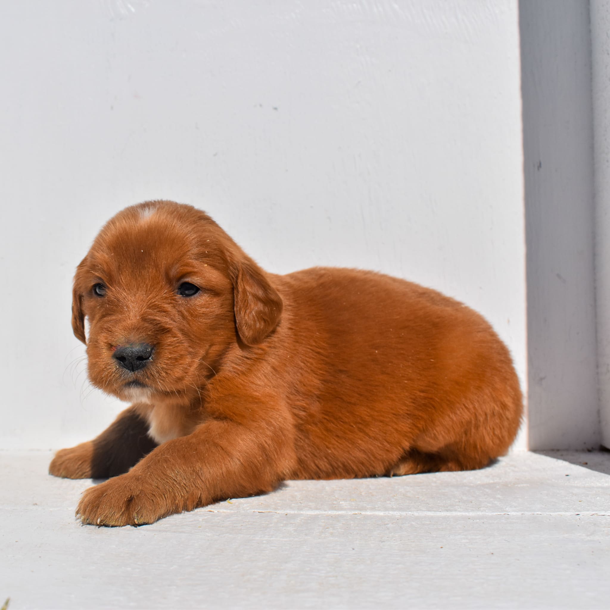 puppy