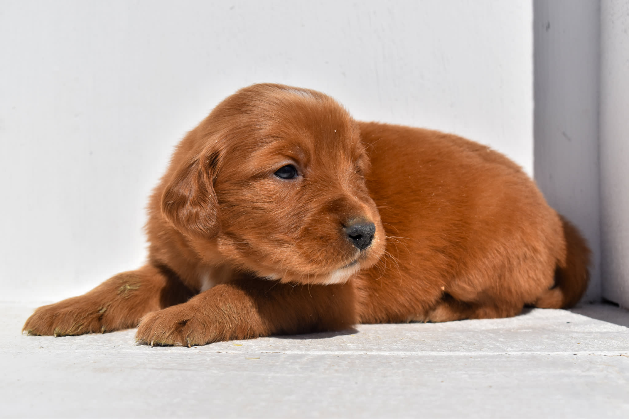 puppy