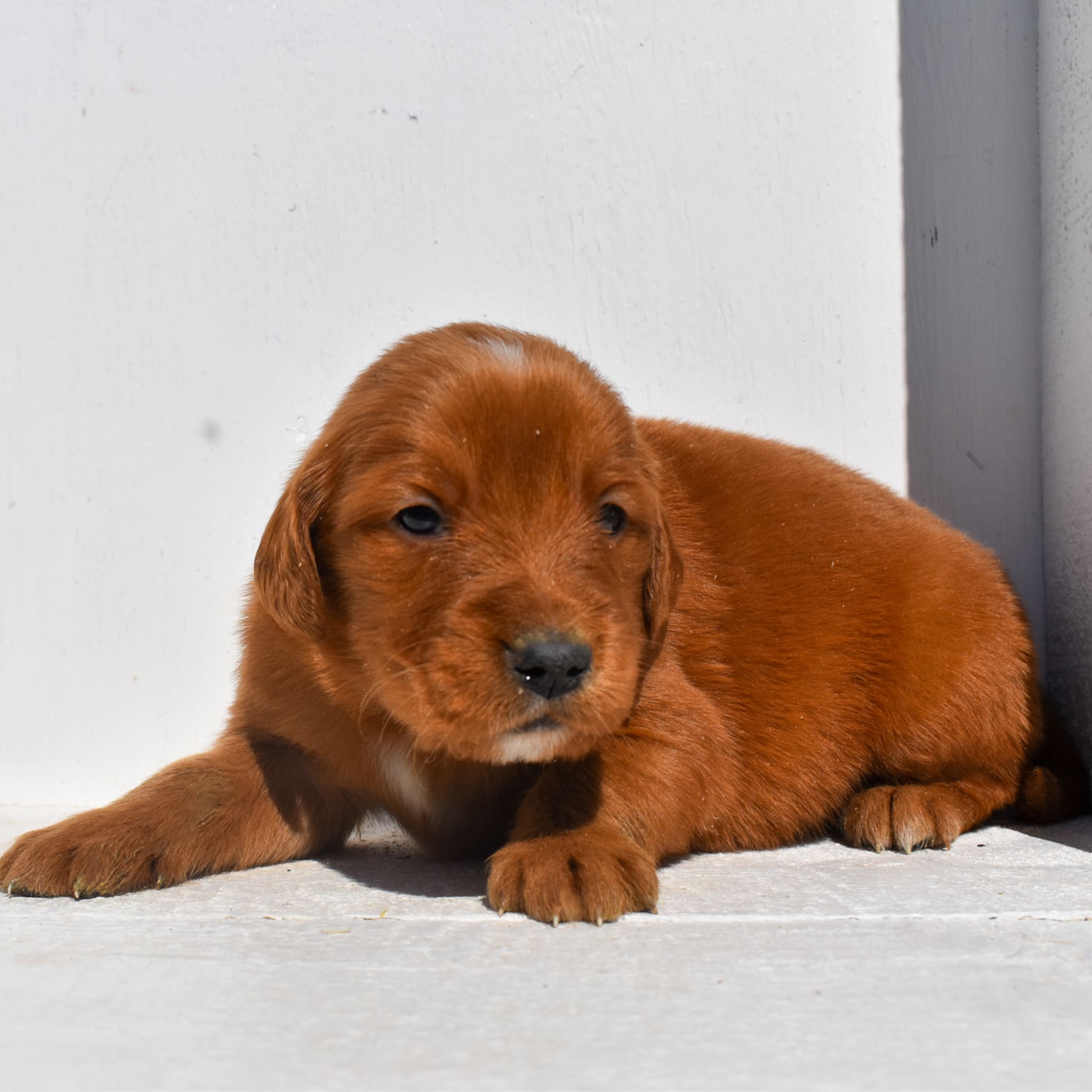 puppy