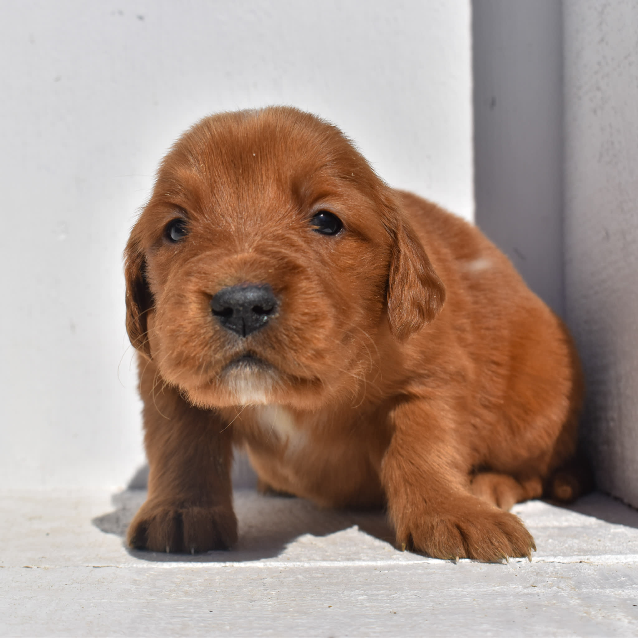 puppy