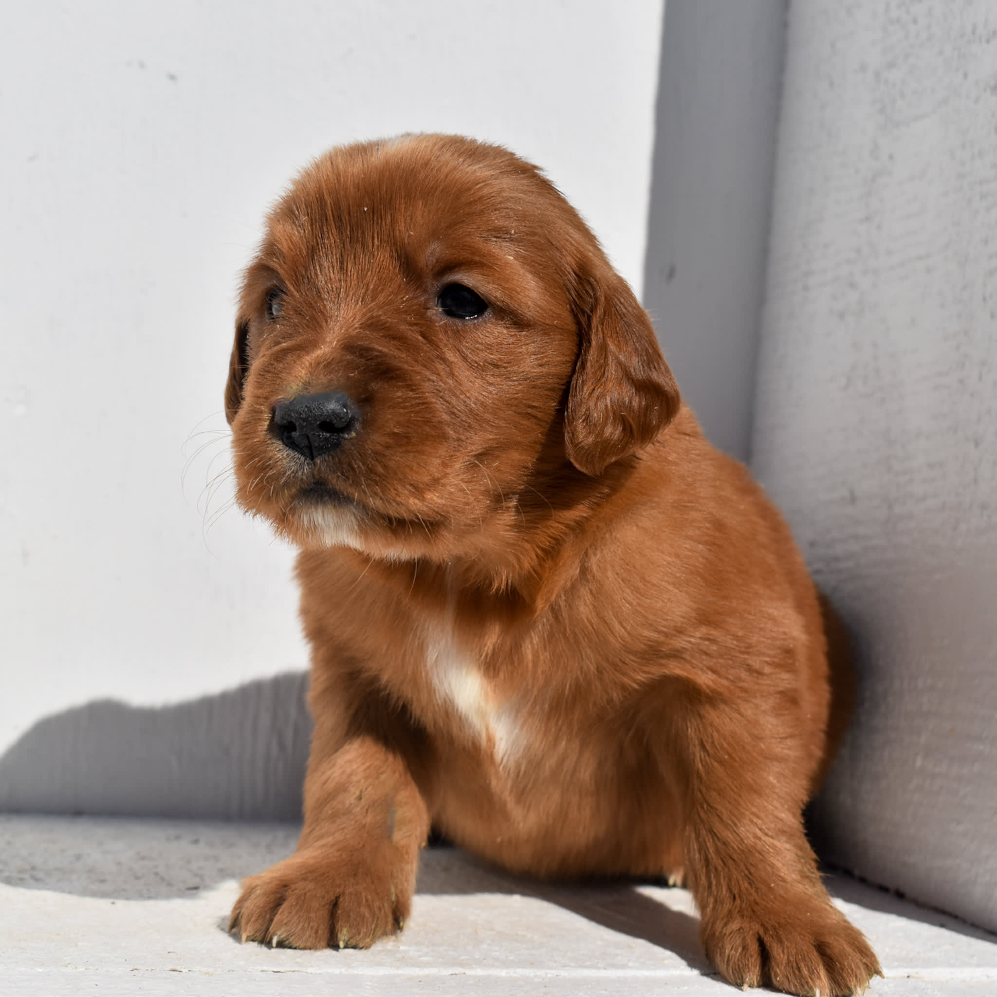 puppy
