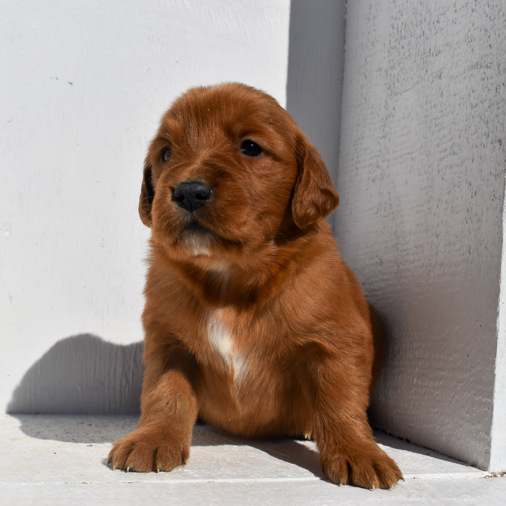 puppy