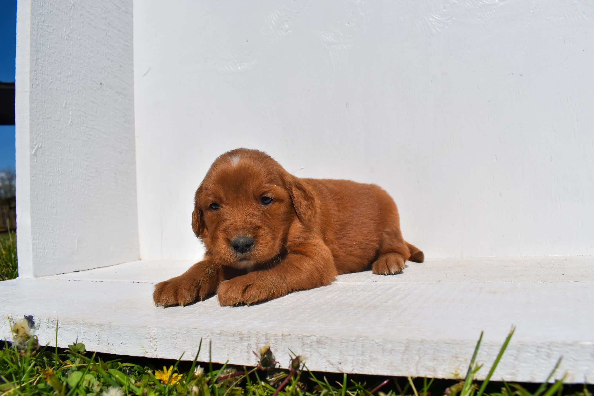 puppy