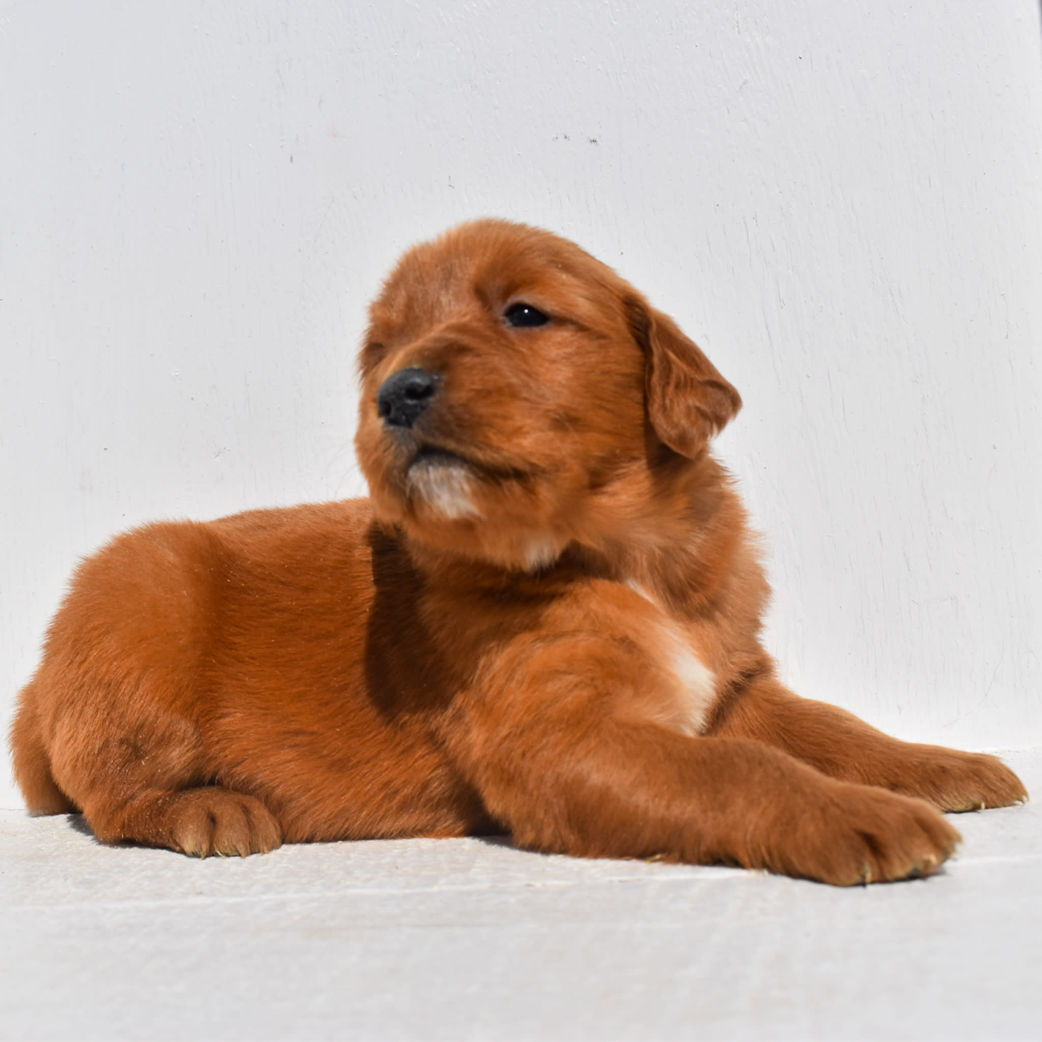 puppy