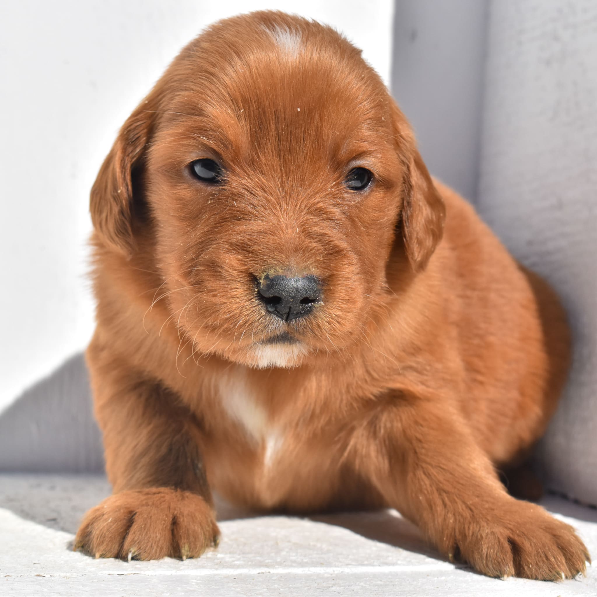 puppy