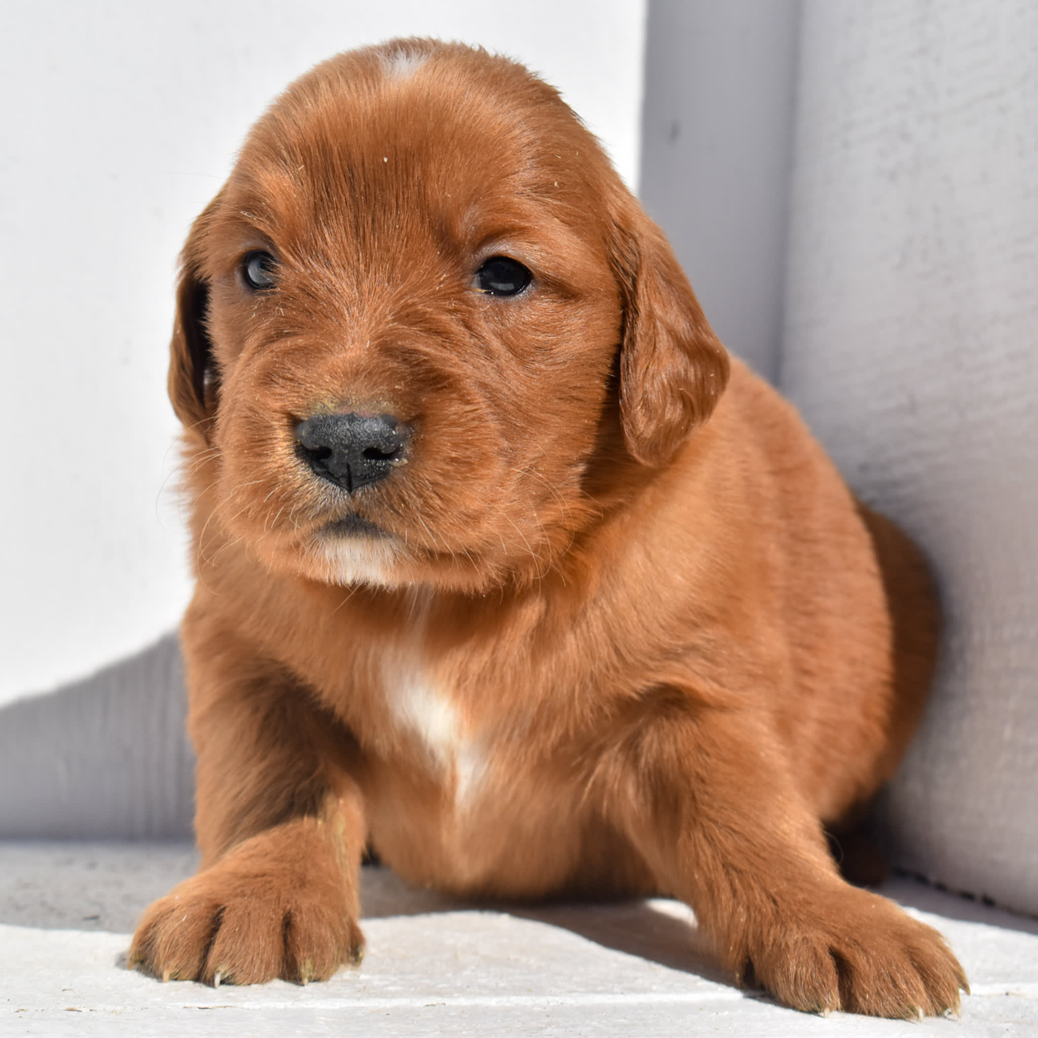 puppy