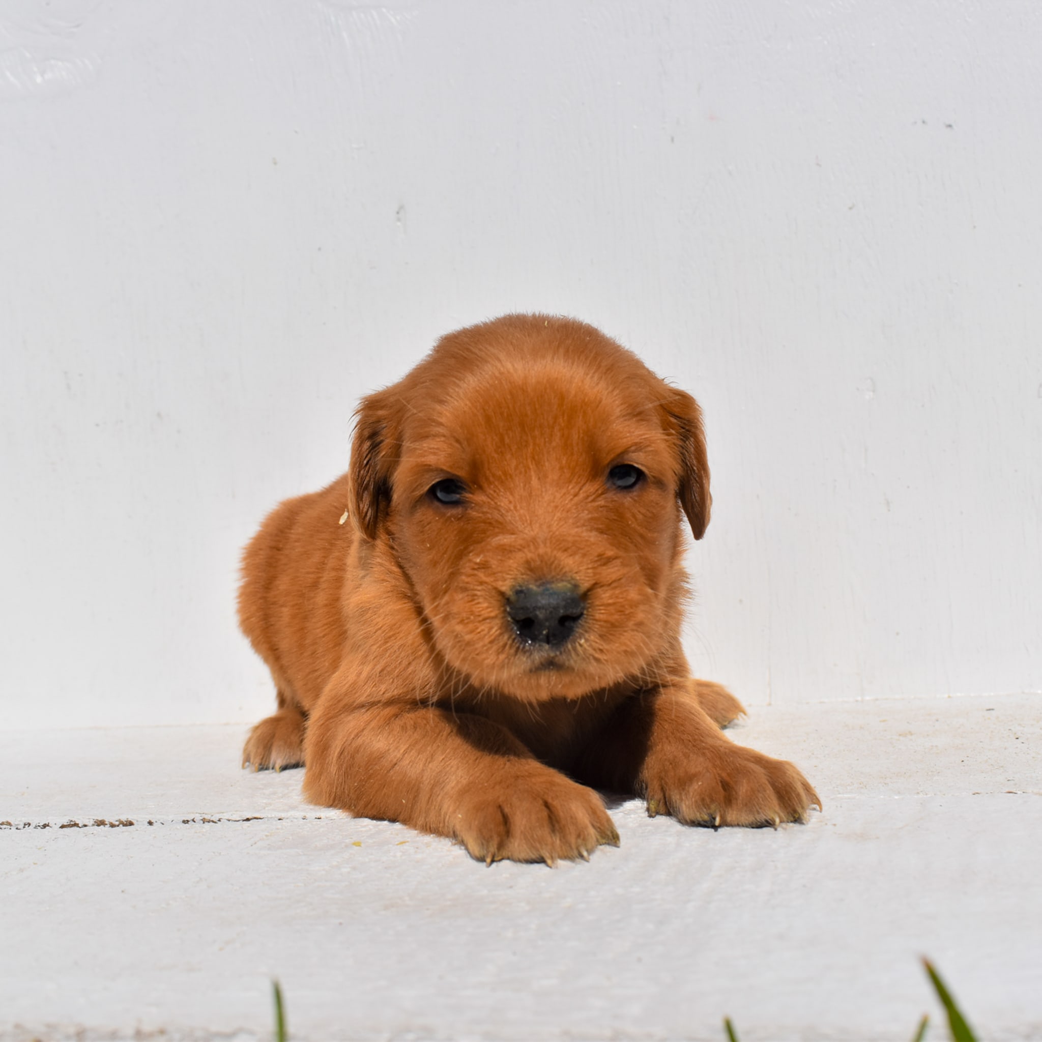 puppy