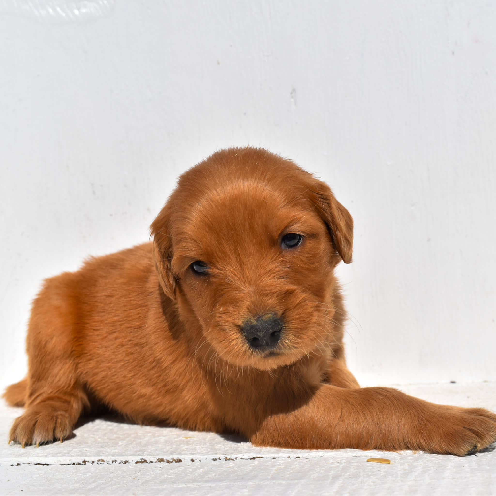 puppy
