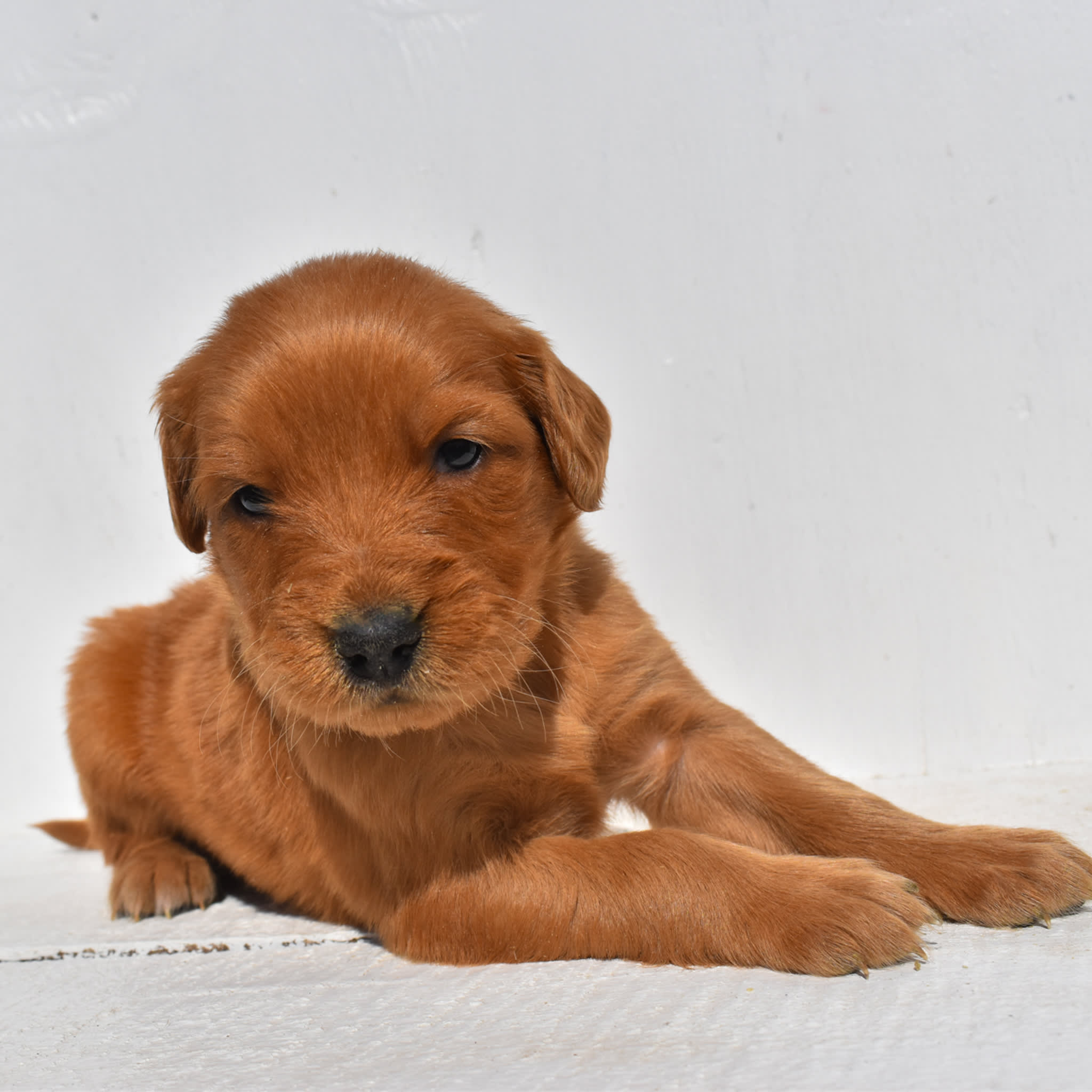 puppy