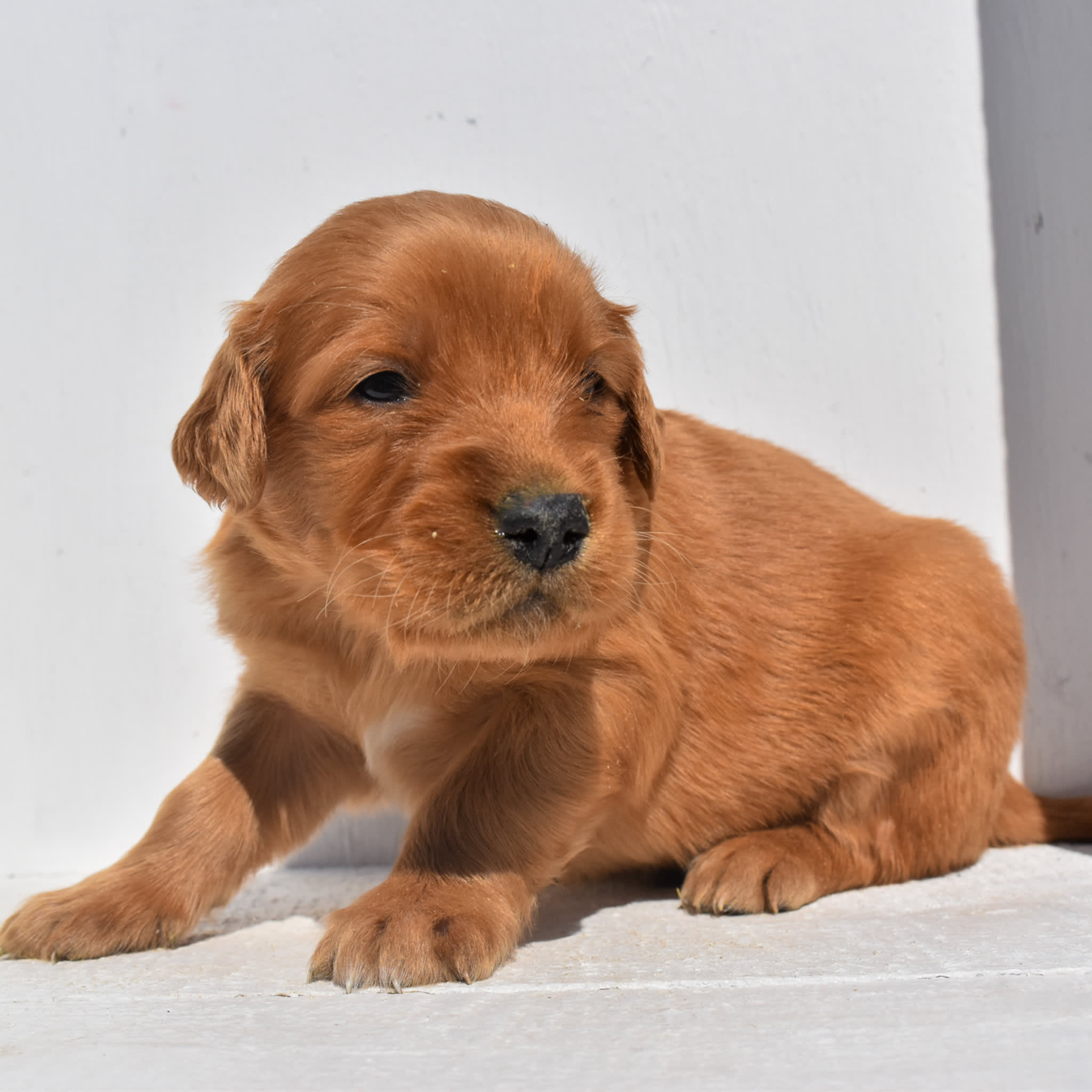 puppy