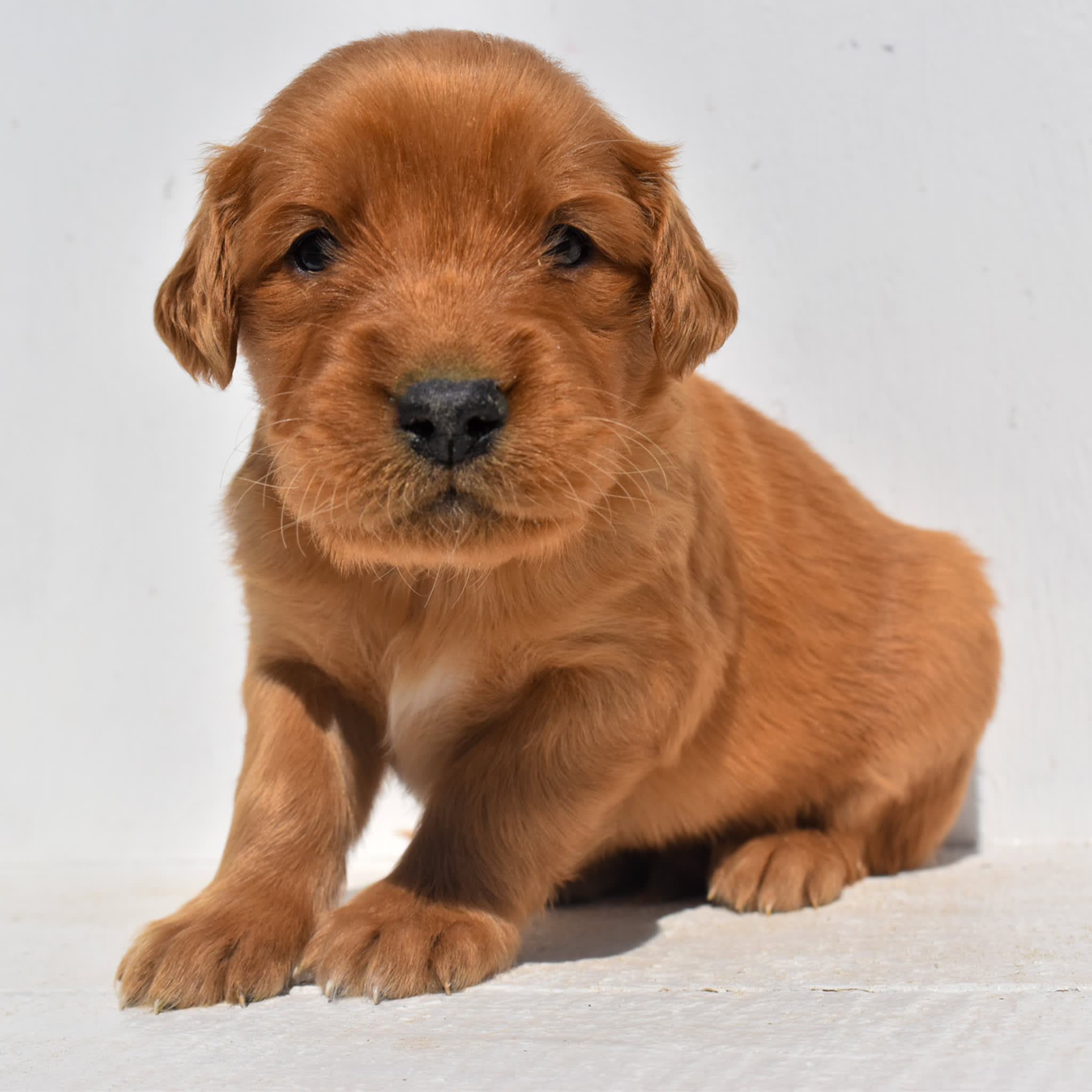 puppy