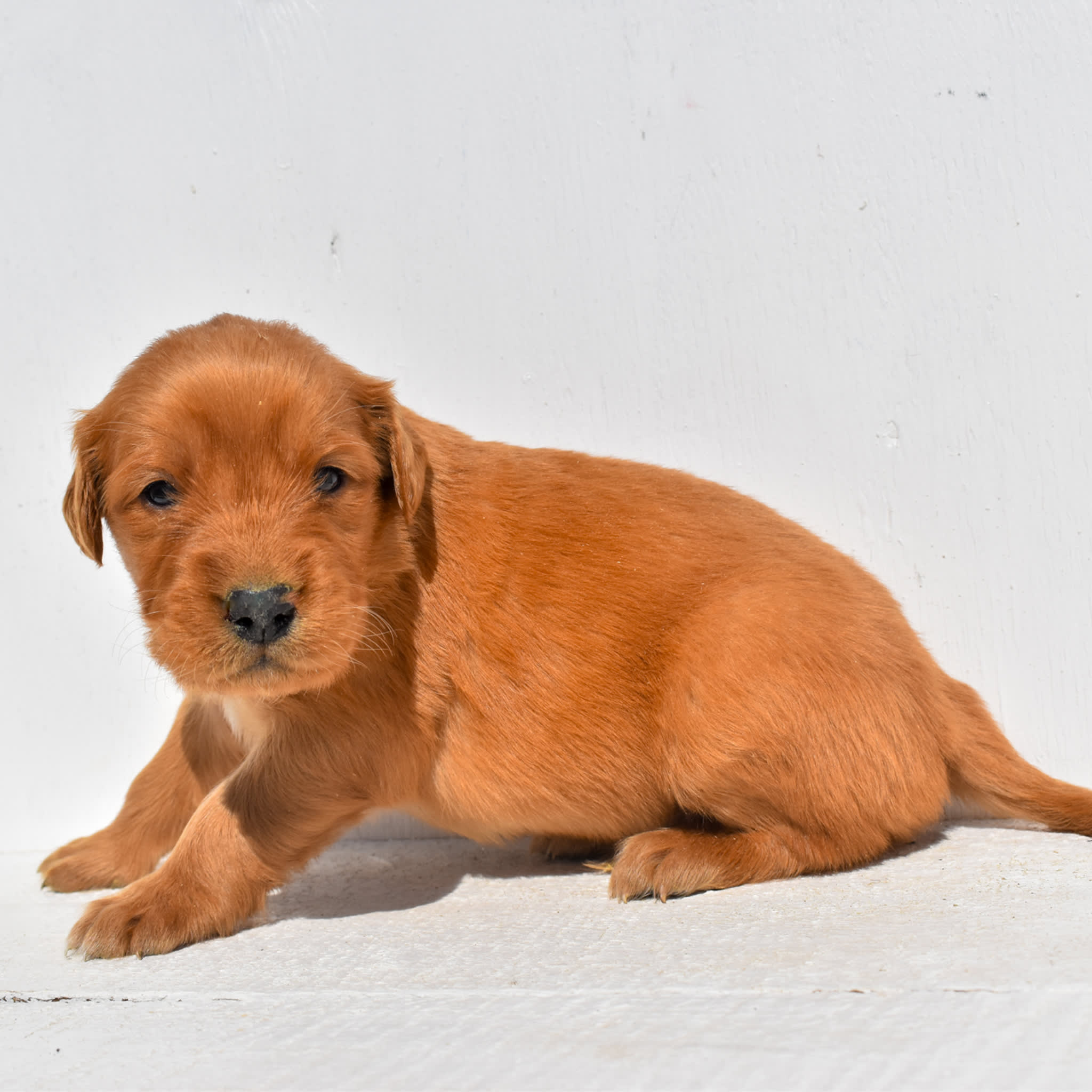 puppy