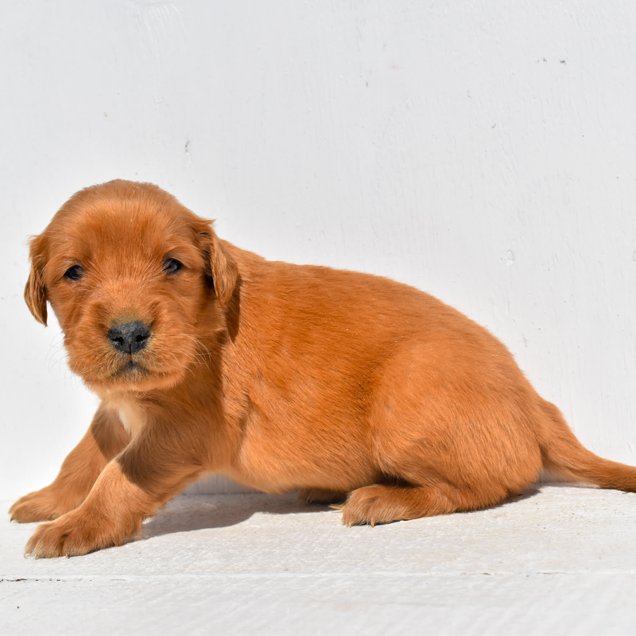 puppy