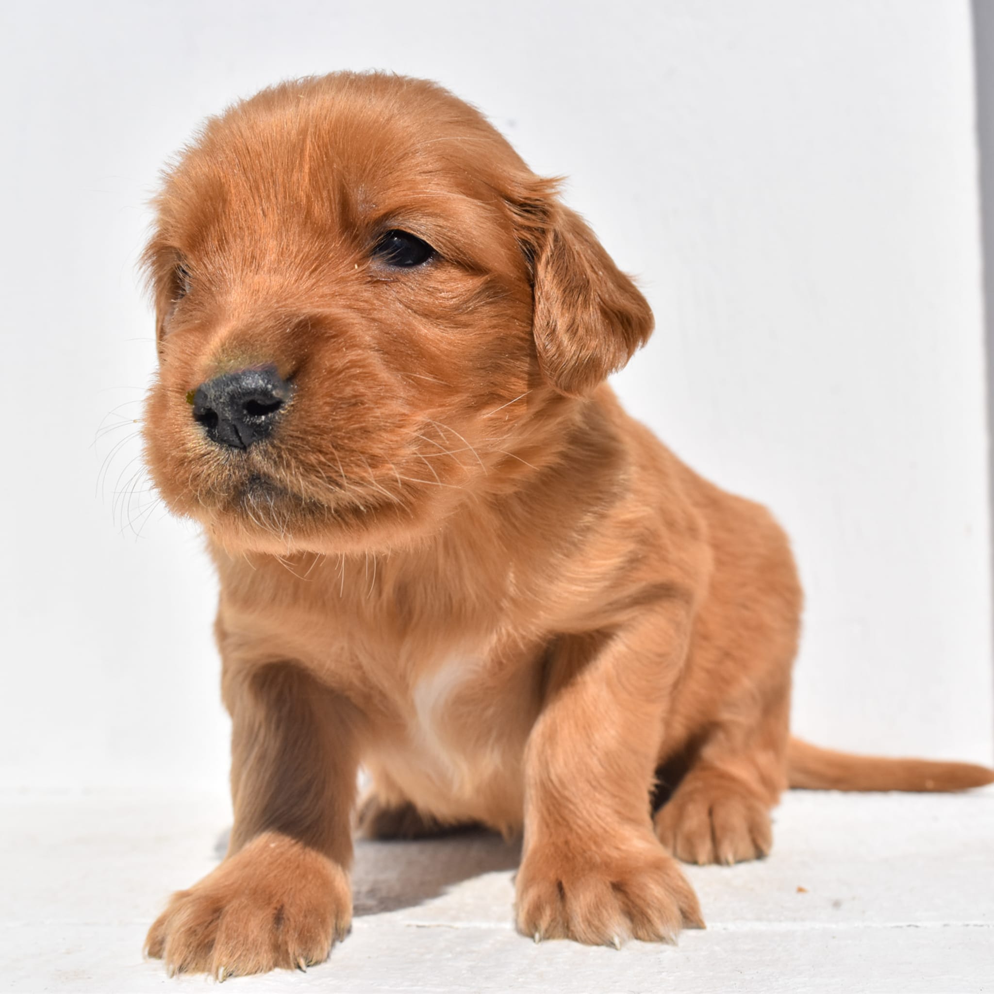 puppy