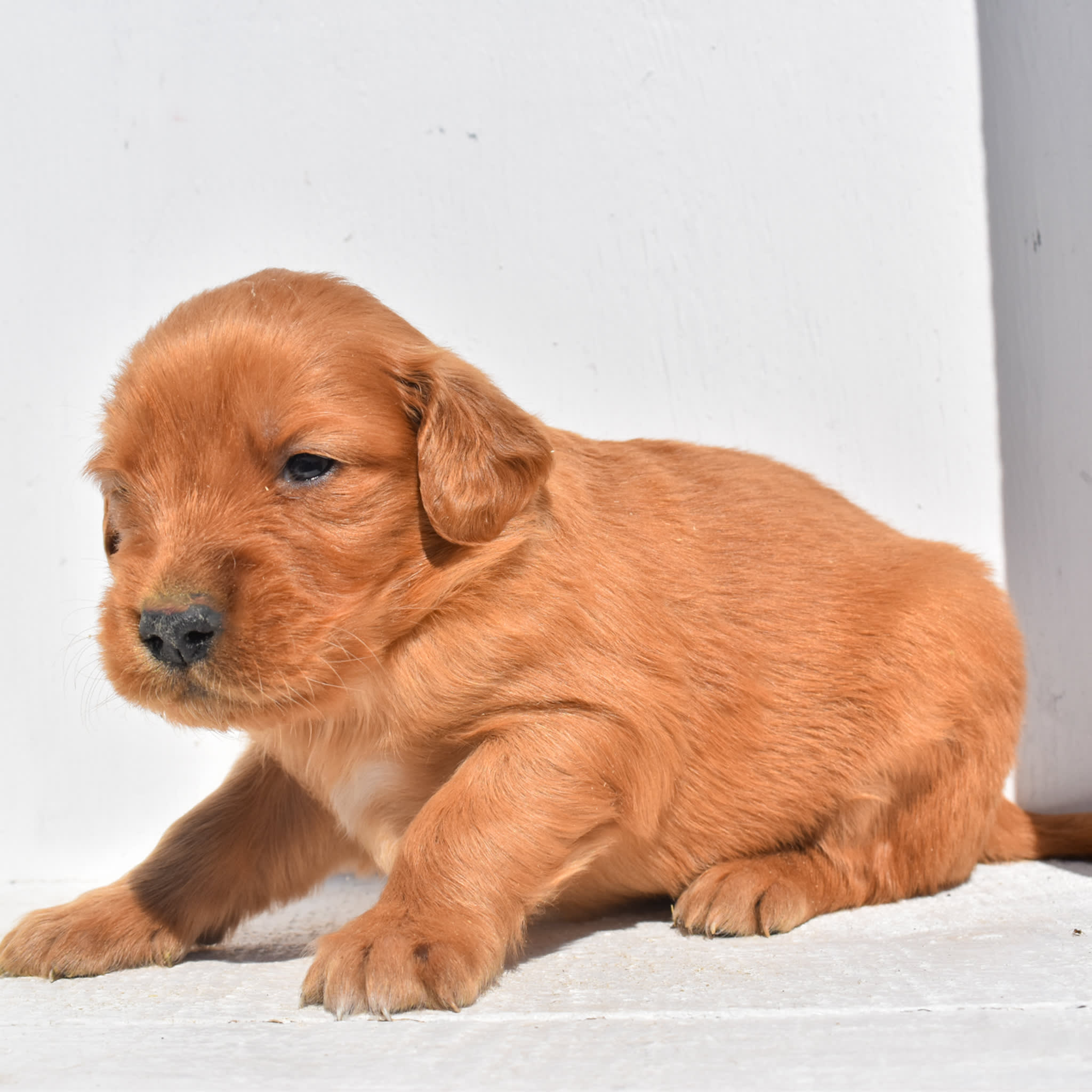 puppy