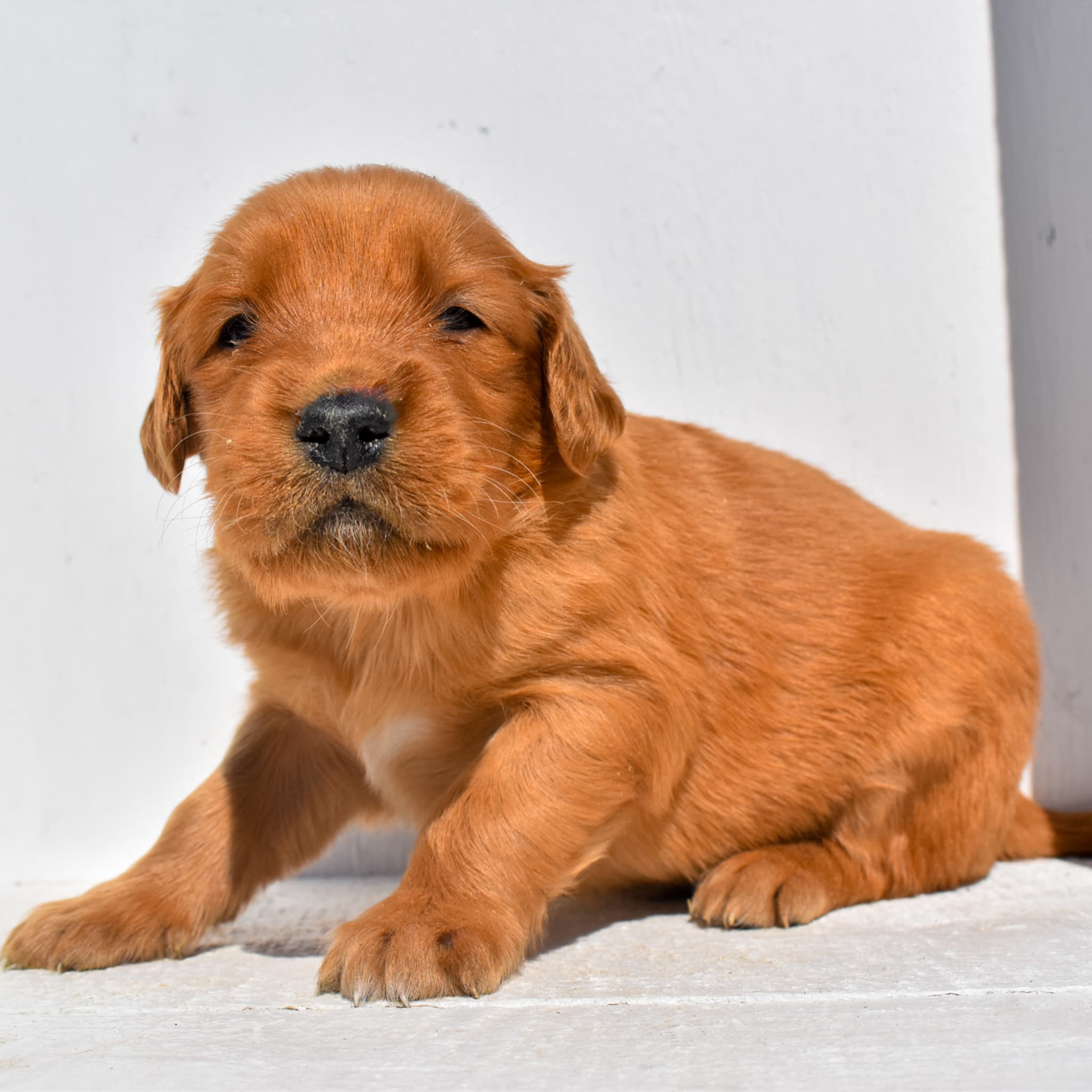puppy