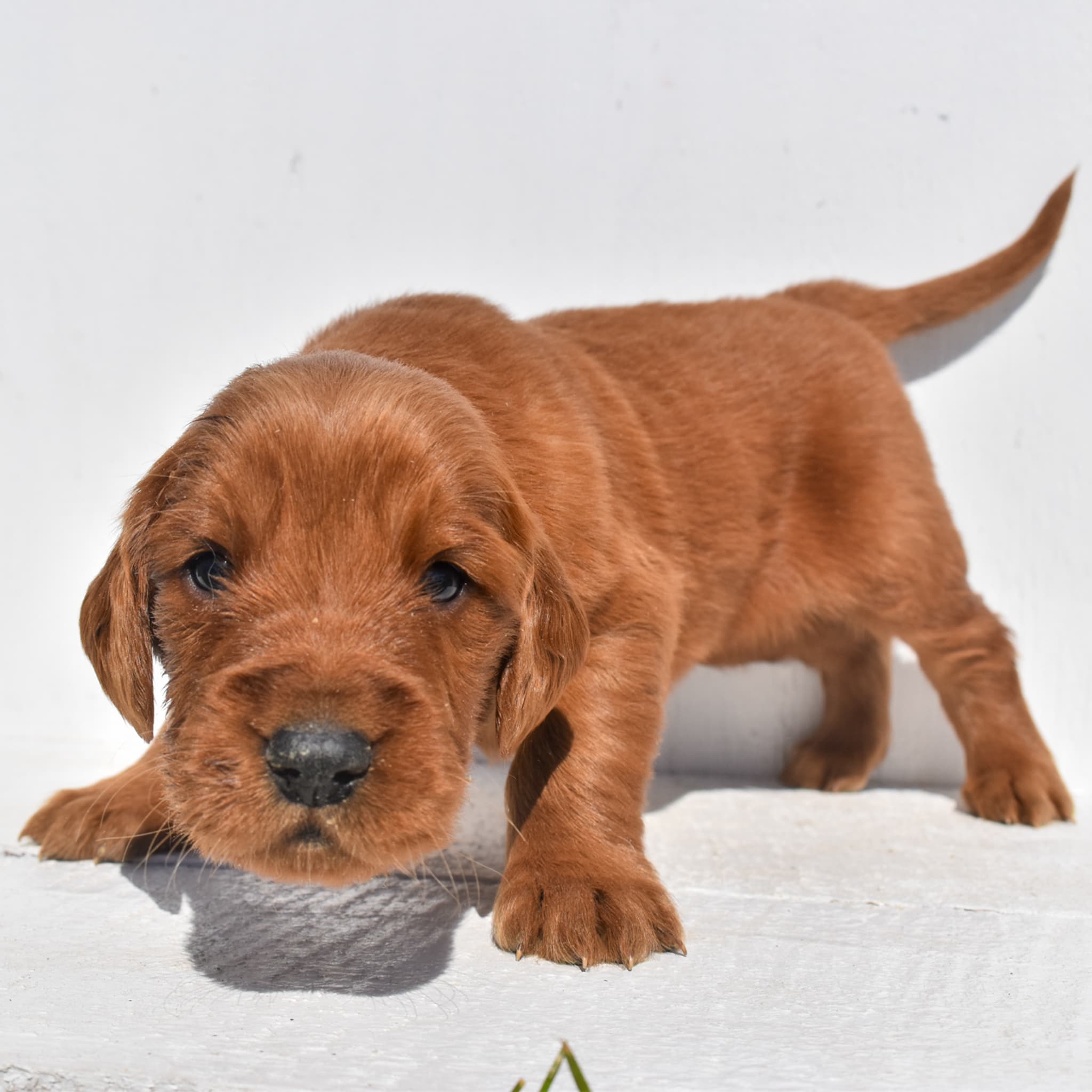 puppy