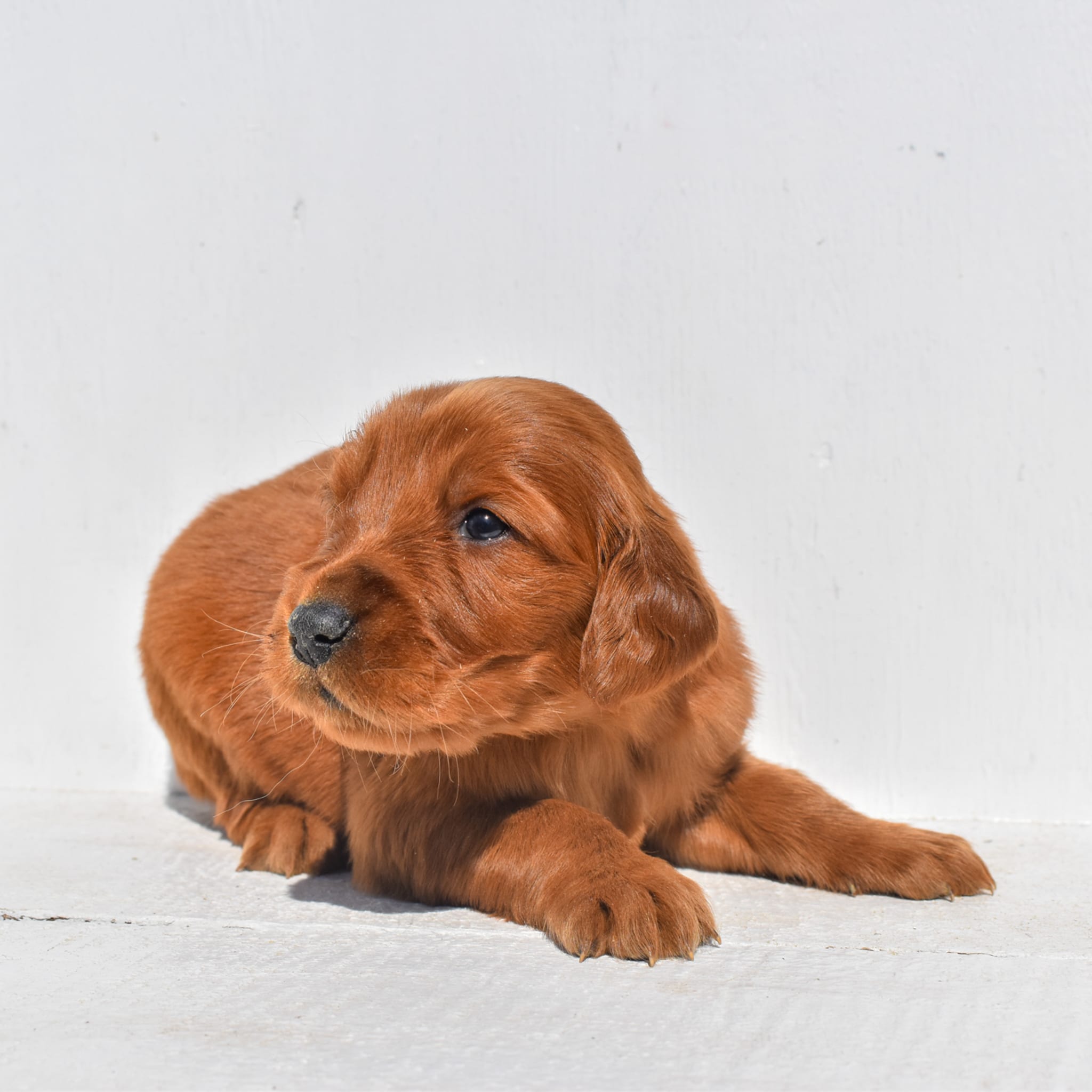 puppy