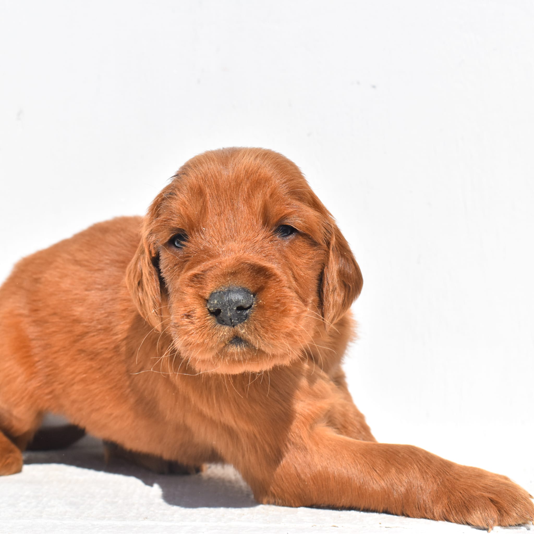 puppy
