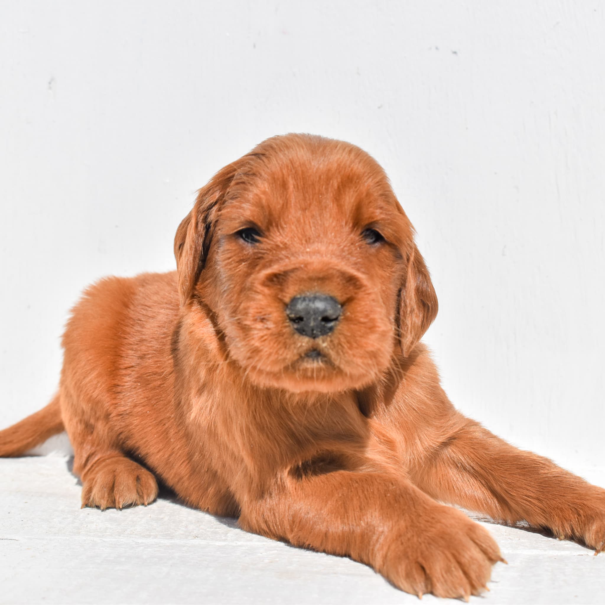 puppy