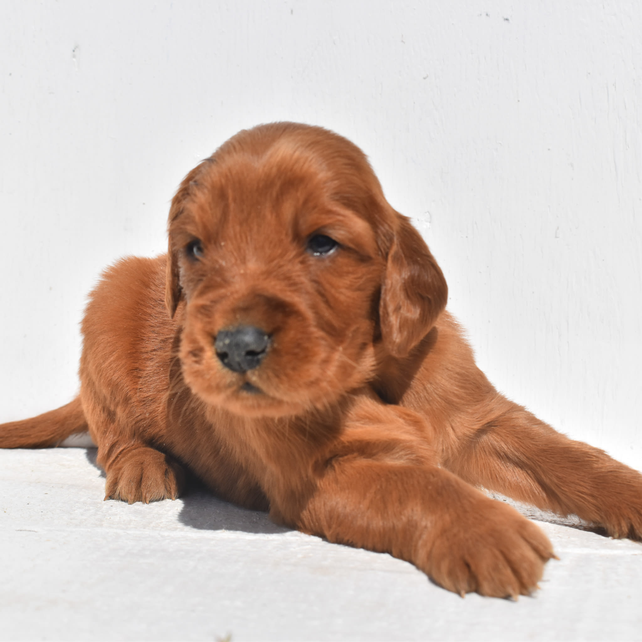 puppy