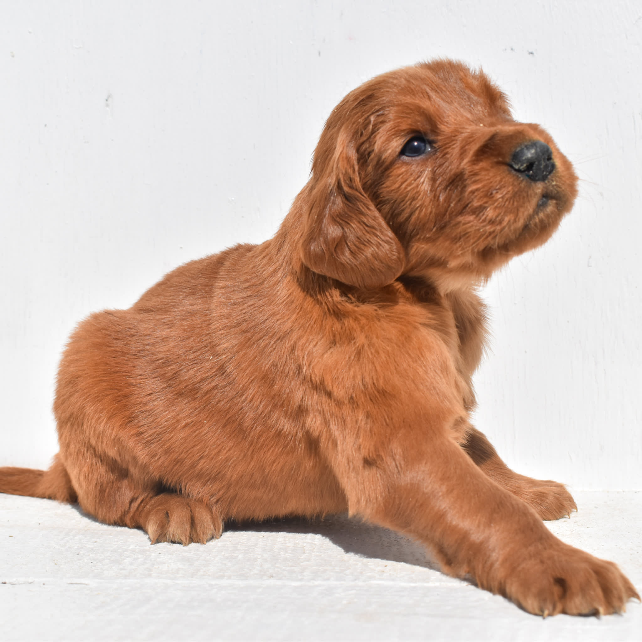puppy