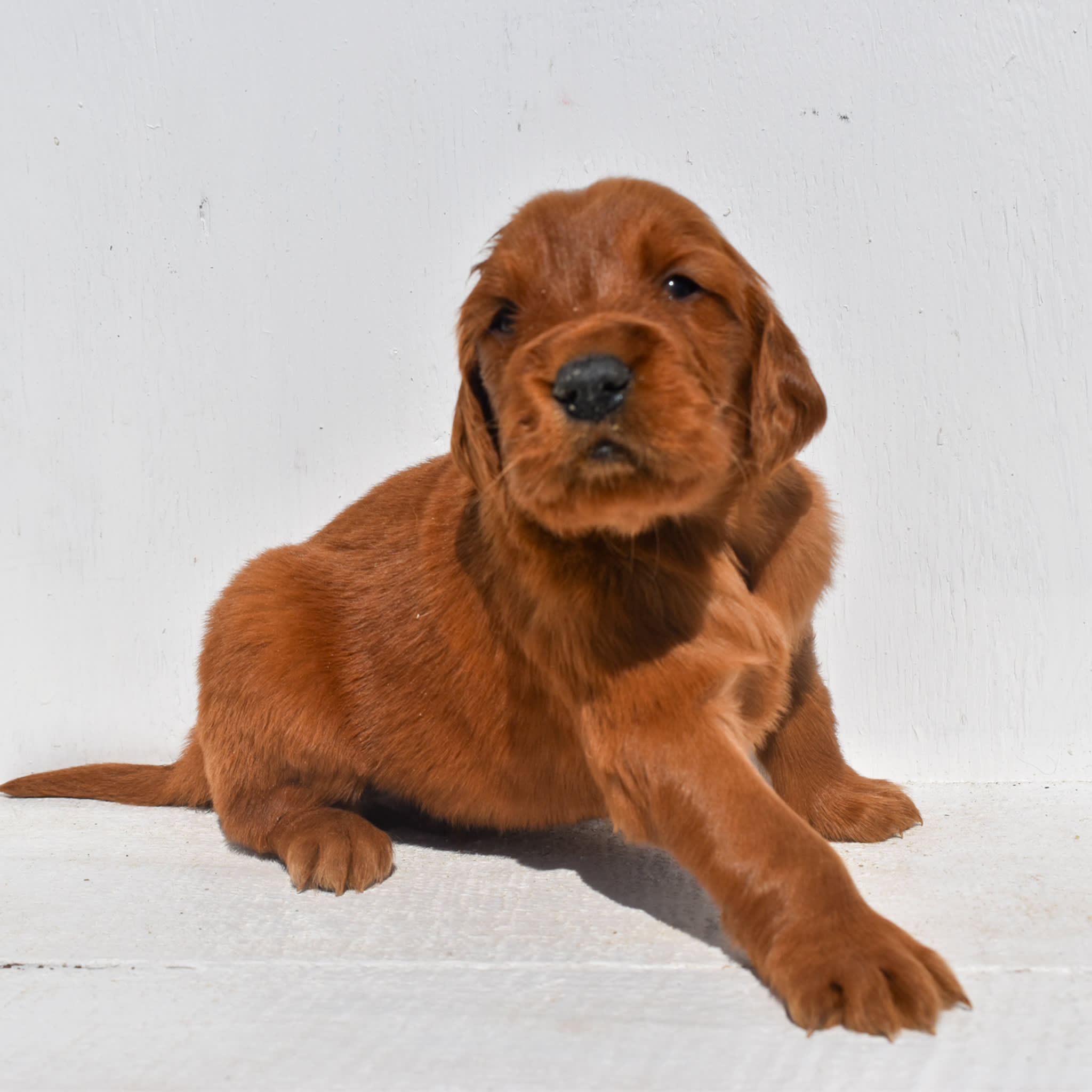 puppy