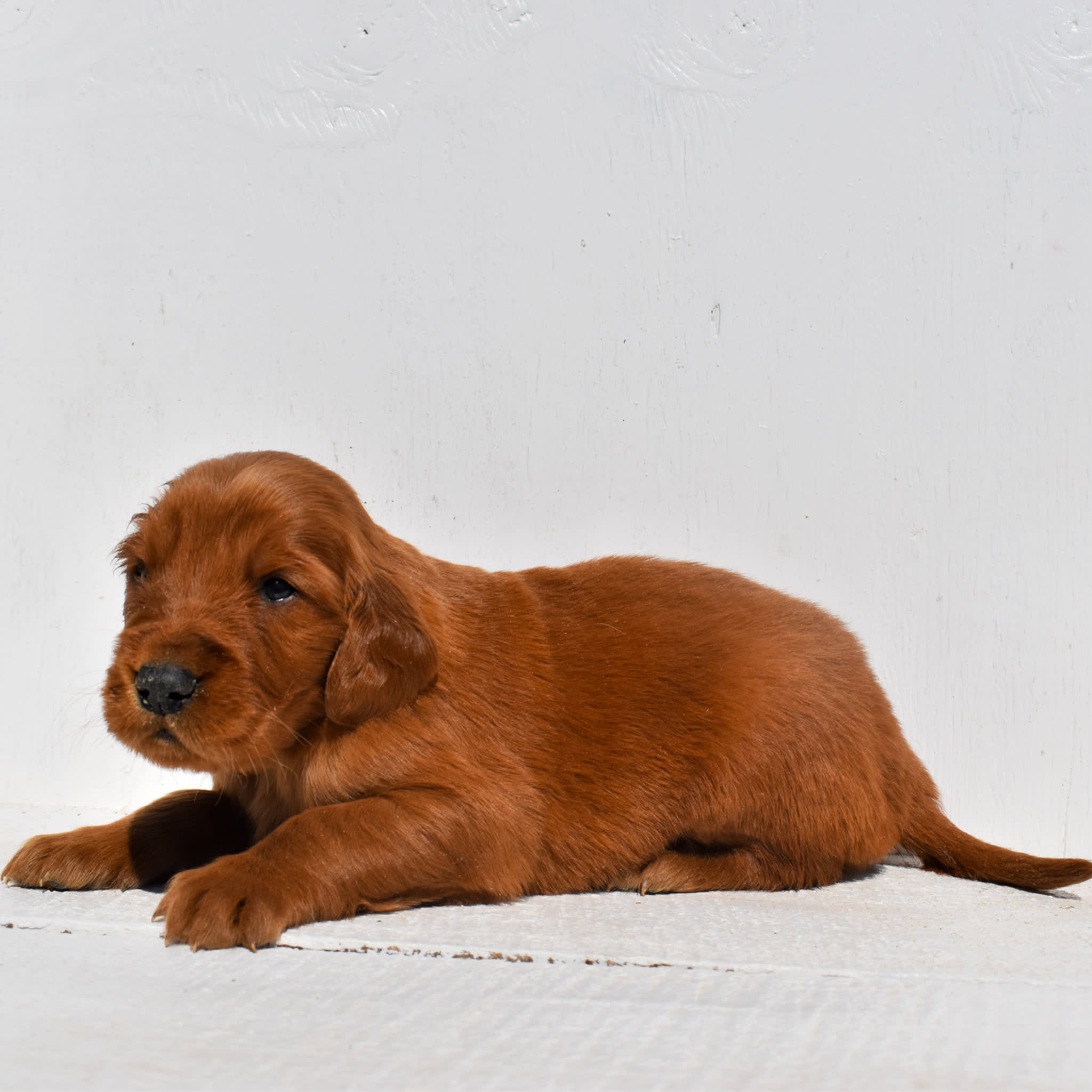 puppy